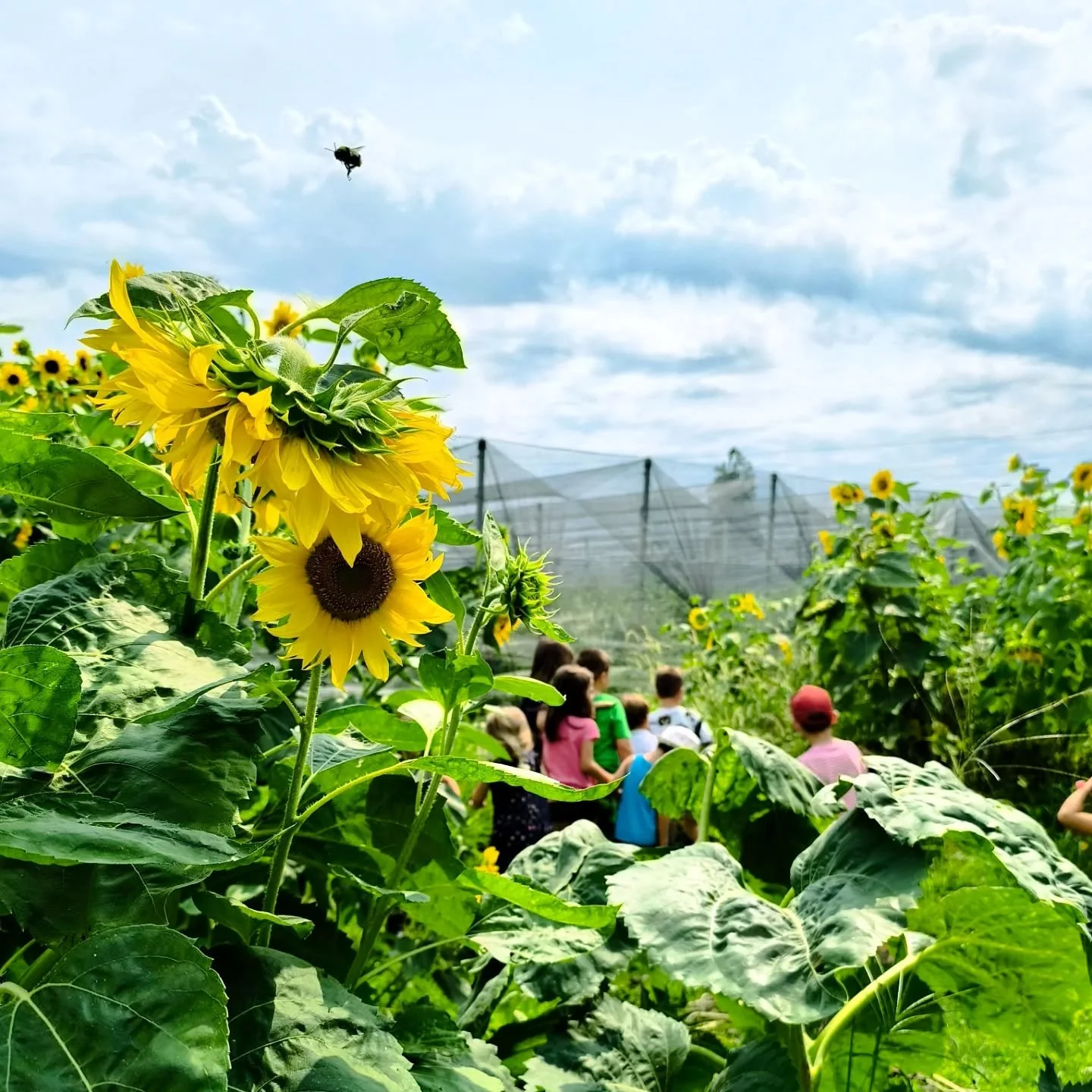 🌻
"Here I've found my place. 
I don't know how to explain it. I'm a dentist, but I'm lost. I read your story and the history of this place.
You're doing what I want to do with my life."

Rita, Portogallo.

Ieri abbiamo parlato tantissimo d