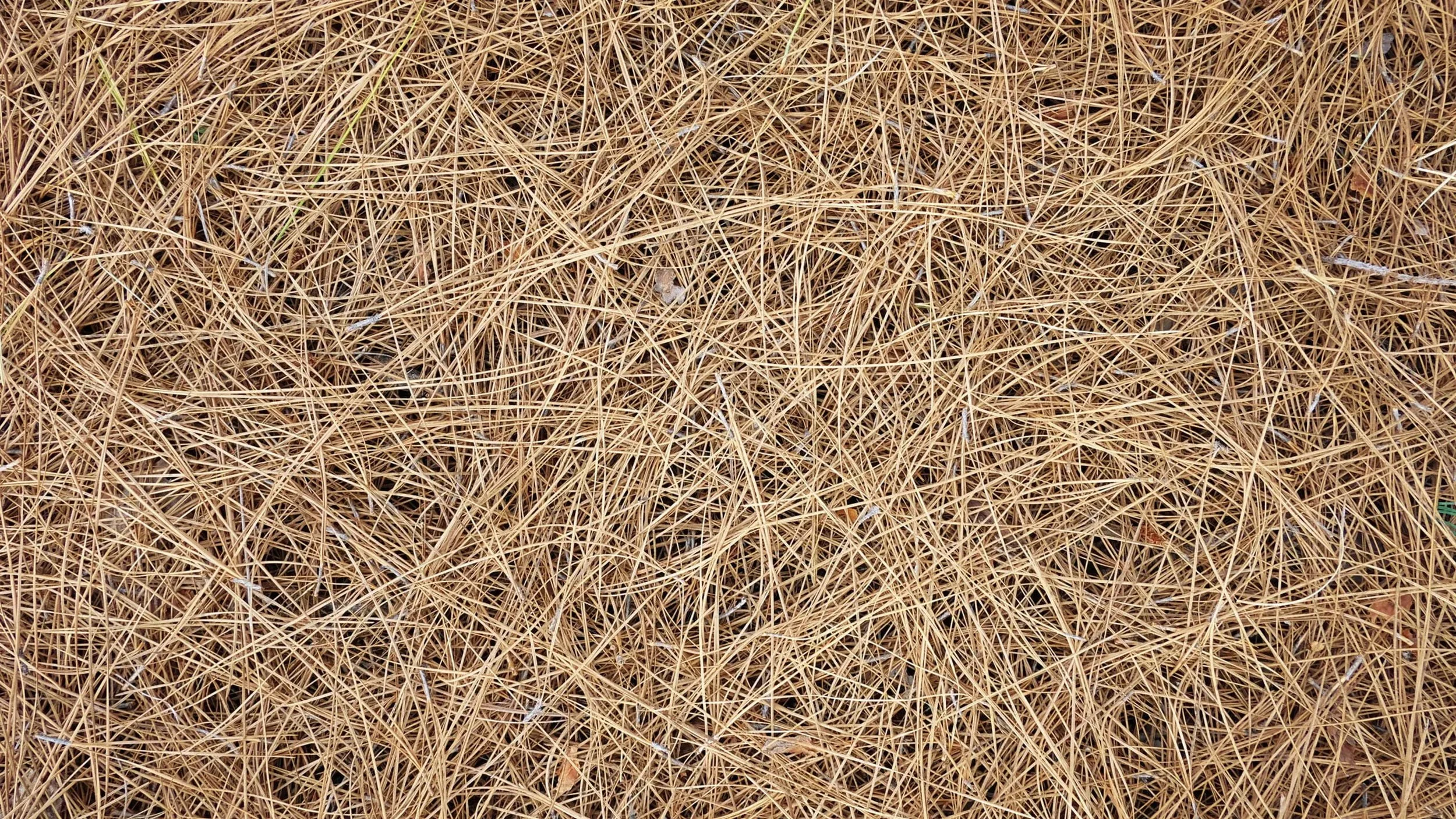 Pine Straw