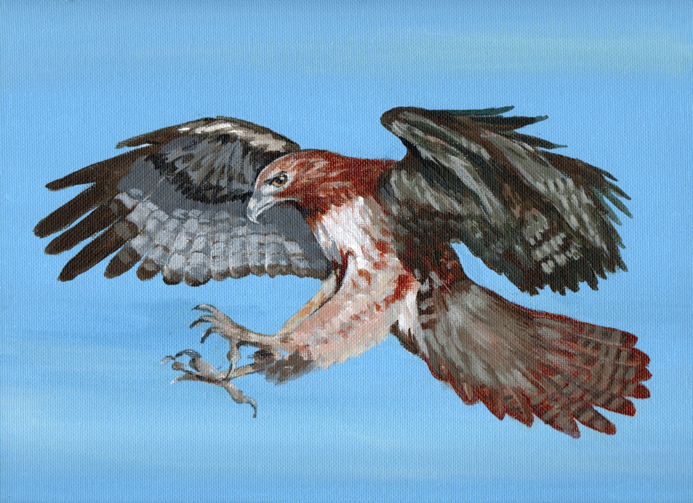 Red Tail Hawk