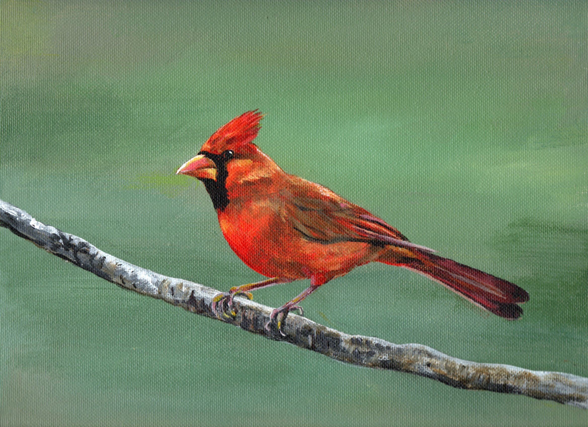 Northern Cardinal