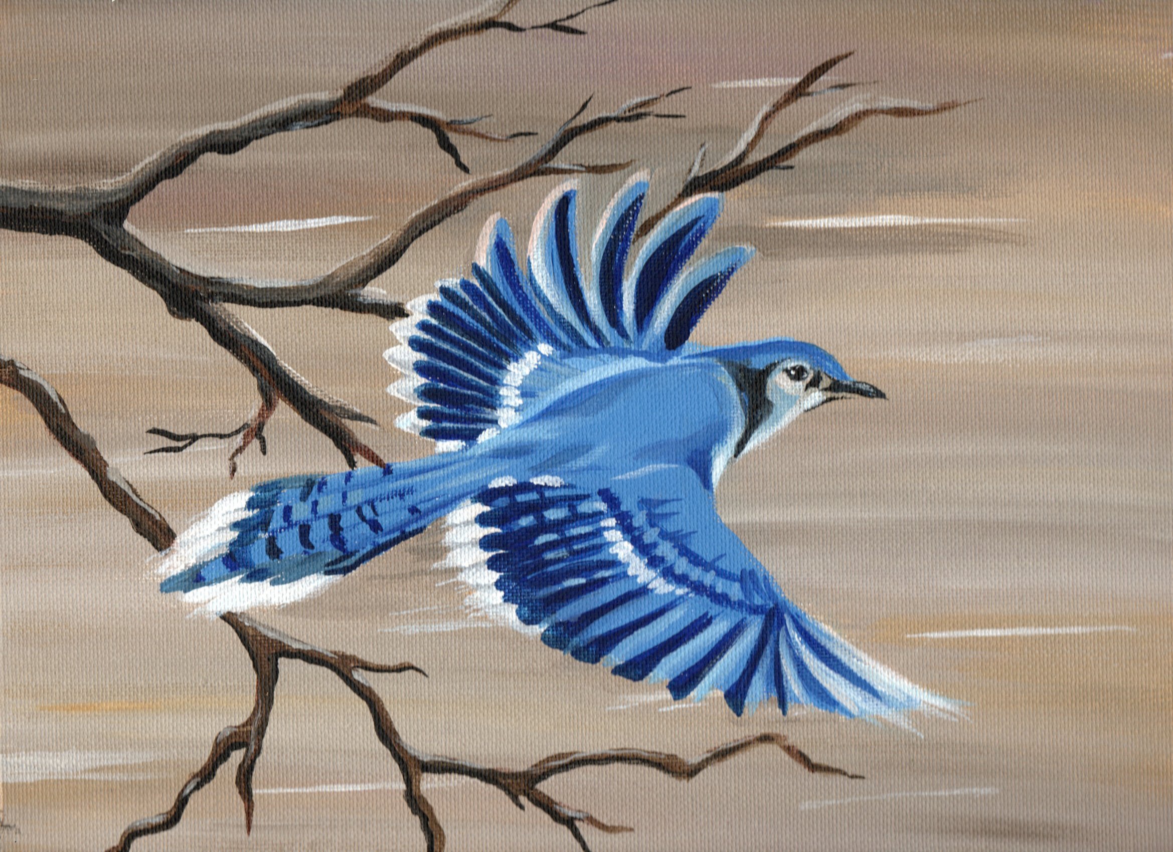 Blue Jay