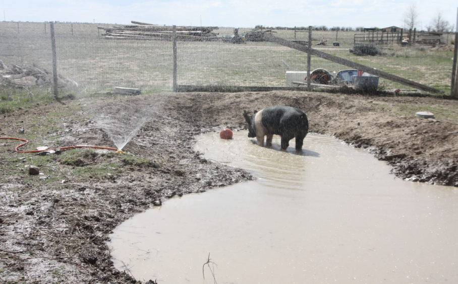 NESCAN Seed Fund grant to support pond project at Gamrie Gardens