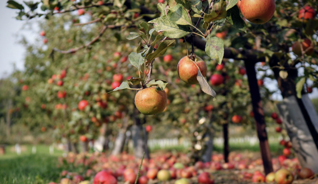 Community Orchard funding awarded for fruit trees at Gamrie Gardens