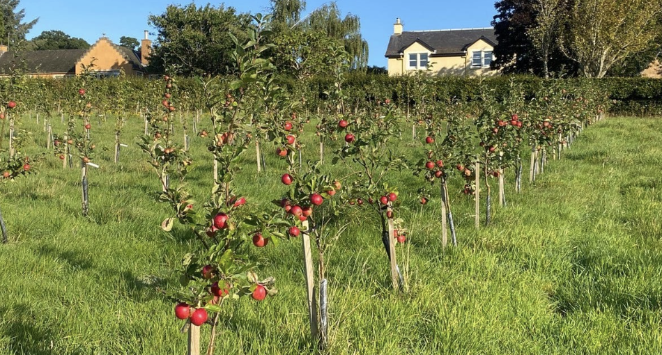 Heritage apple and pear trees re-homed from Udny orchard
