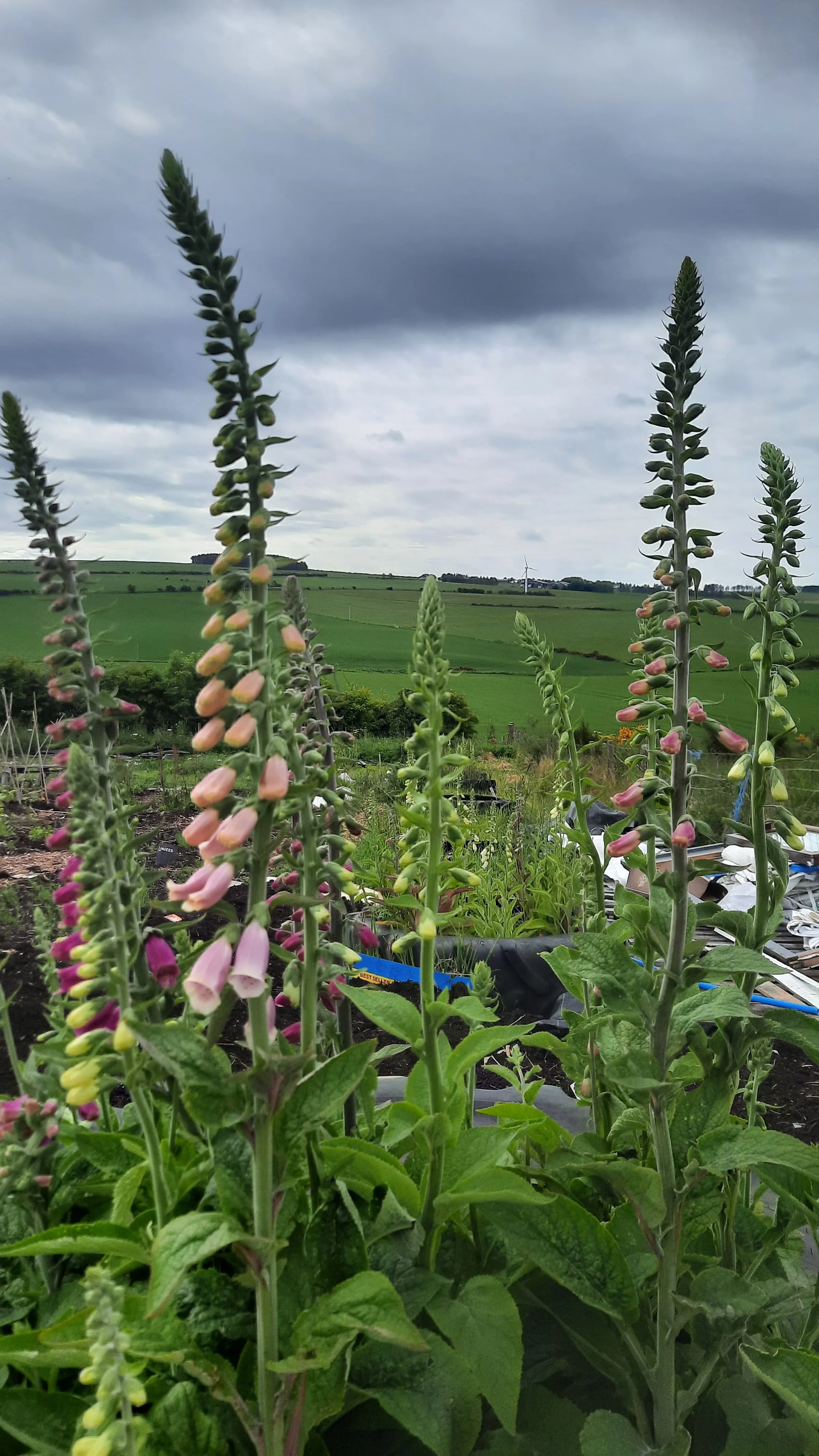 Organic allotment spaces now available at Gamrie Gardens