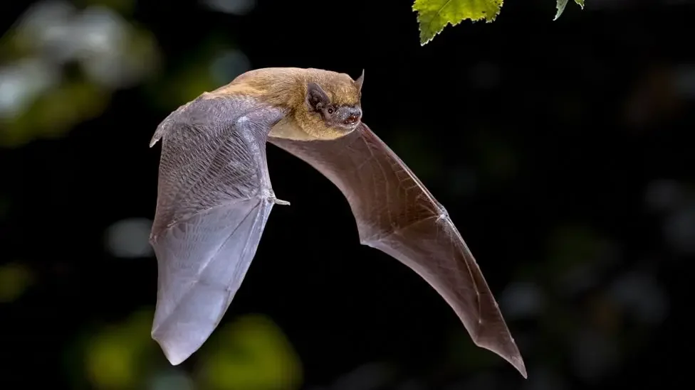 Supporting Bats, Biodiversity and Community at Gamrie Gardens