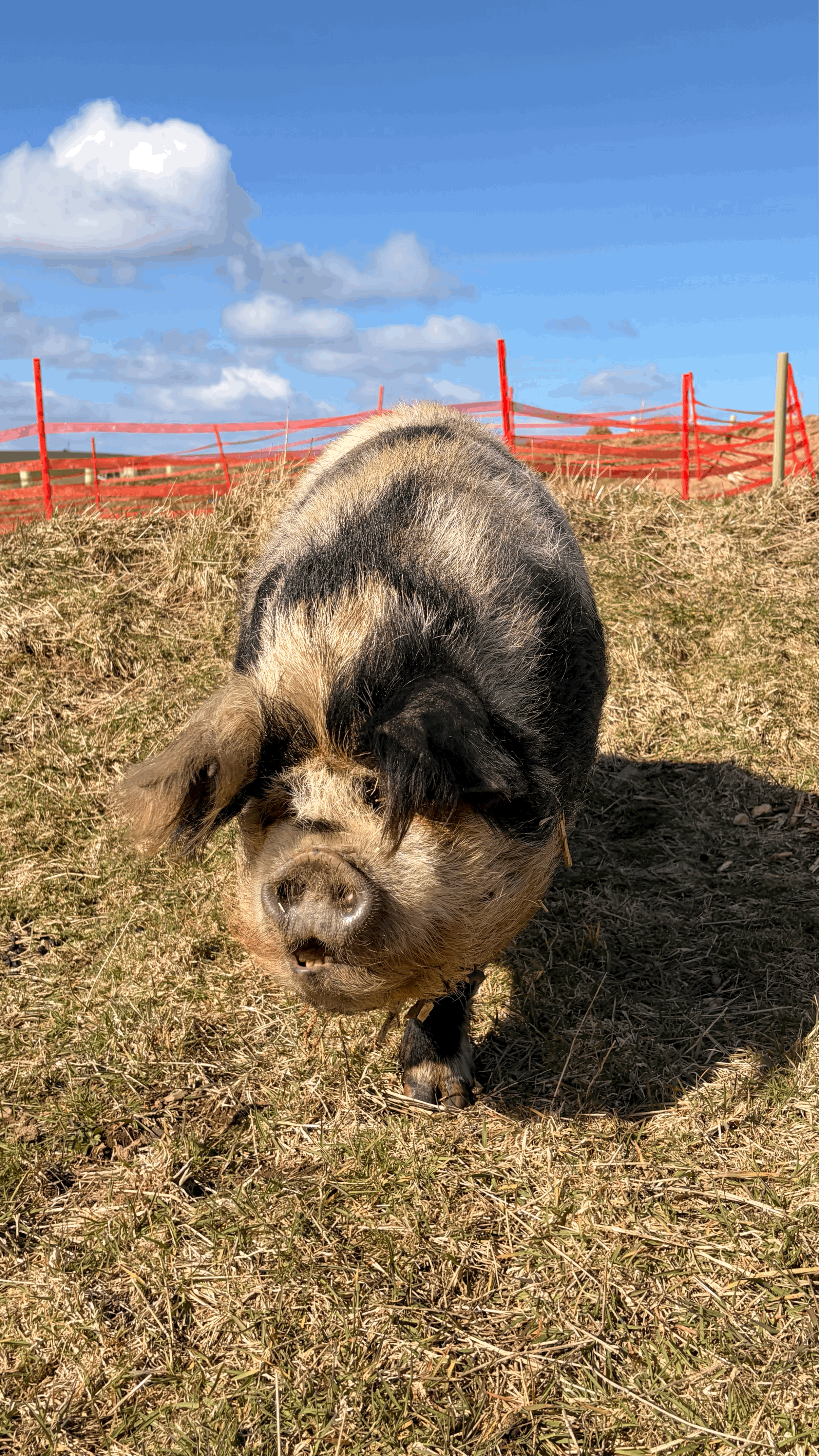 Winnie the Pig Arrives to Help Seal the Pond