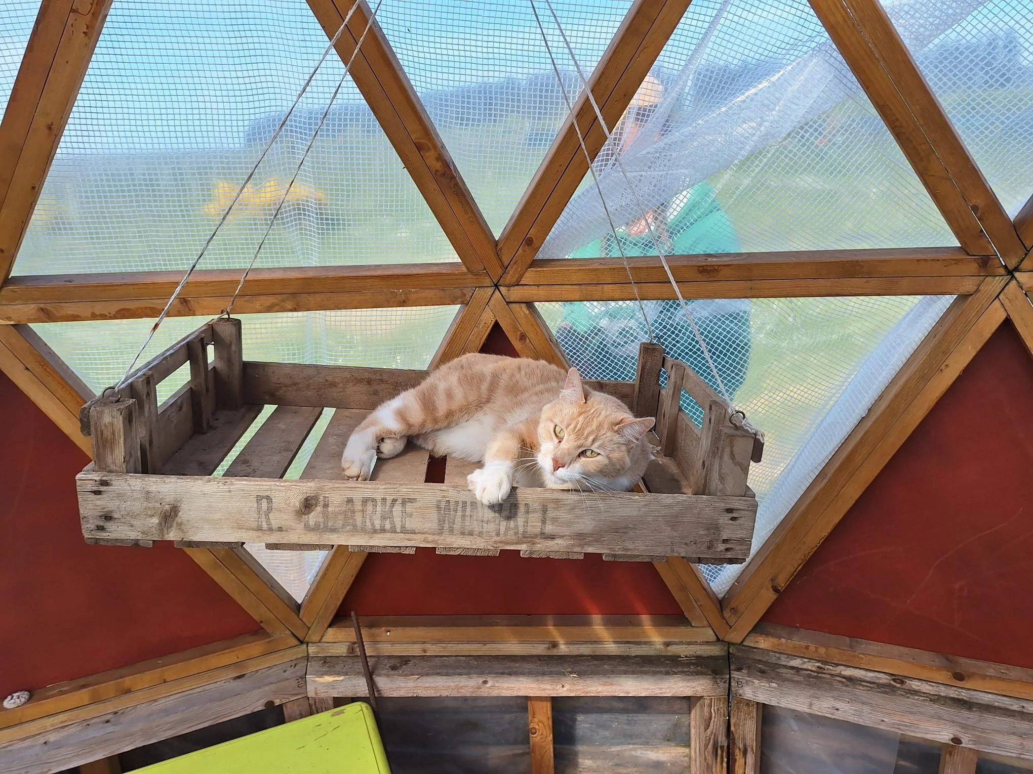 Orange and white cat lying in a wooden hanging bed inside a geodesic dome with triangular glass panels.