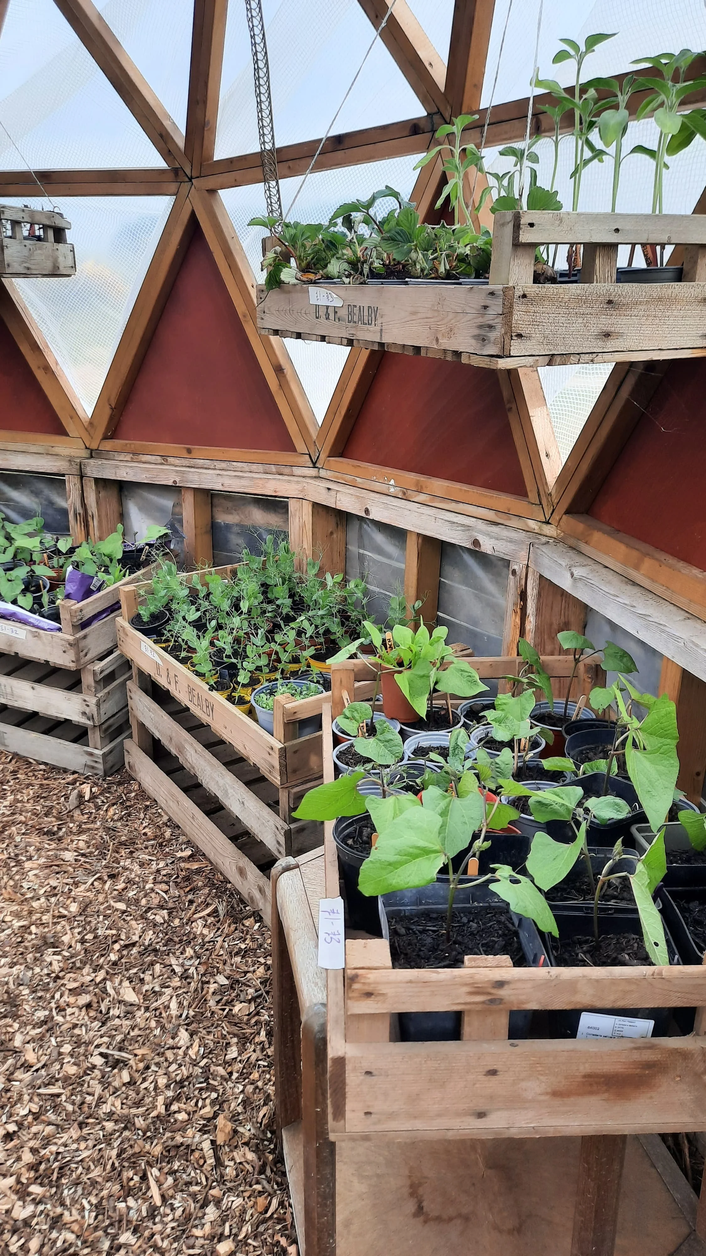Inside a geodesic greenhouse with young plants in wooden crates and pots, including seedlings and mature plants, with wood and plastic framing.
