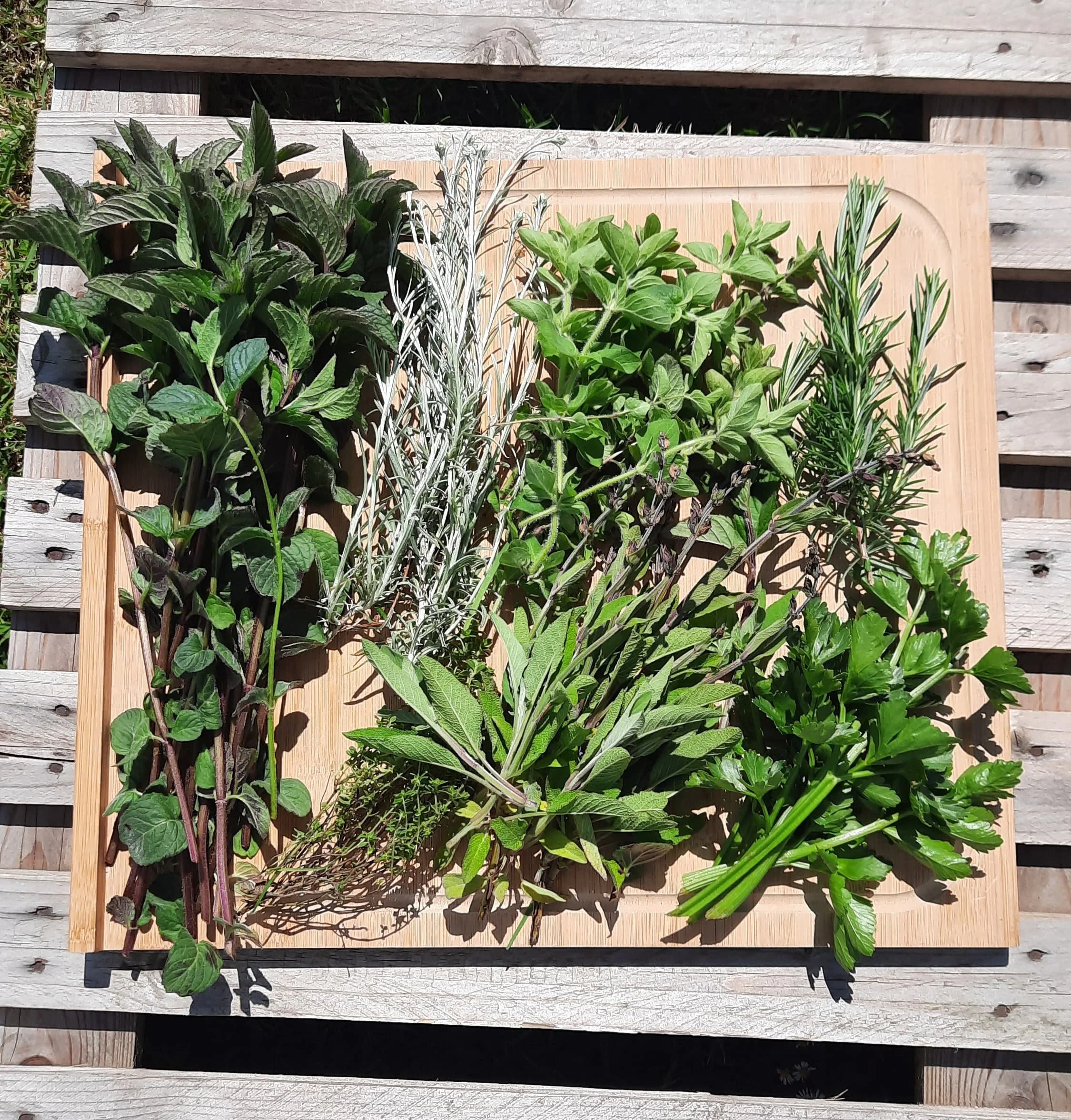 WhatsApp Image 2025-06-11 at 07.43.02 (2).jpeg (Copy)