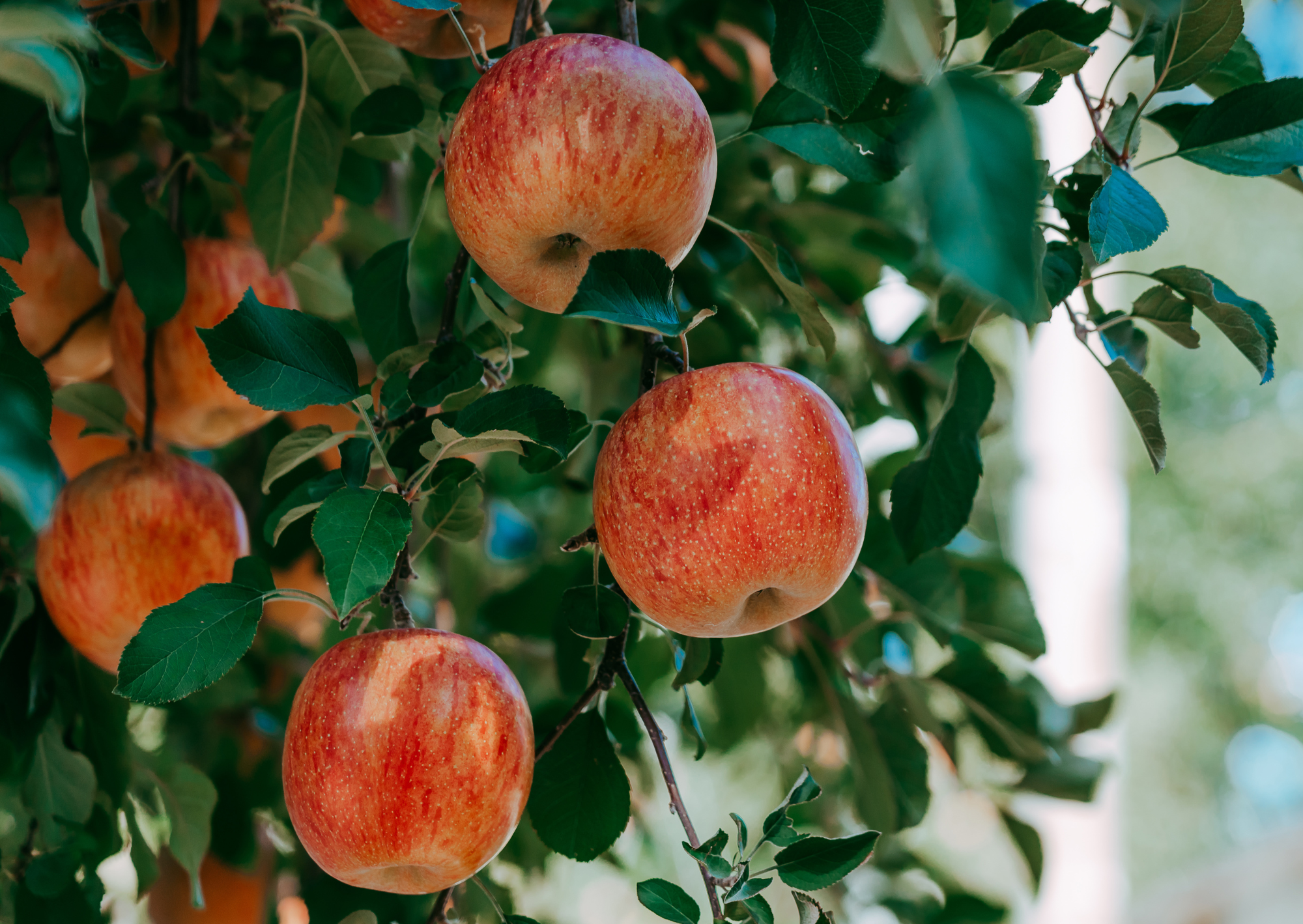 Untitled design.png (Copy)