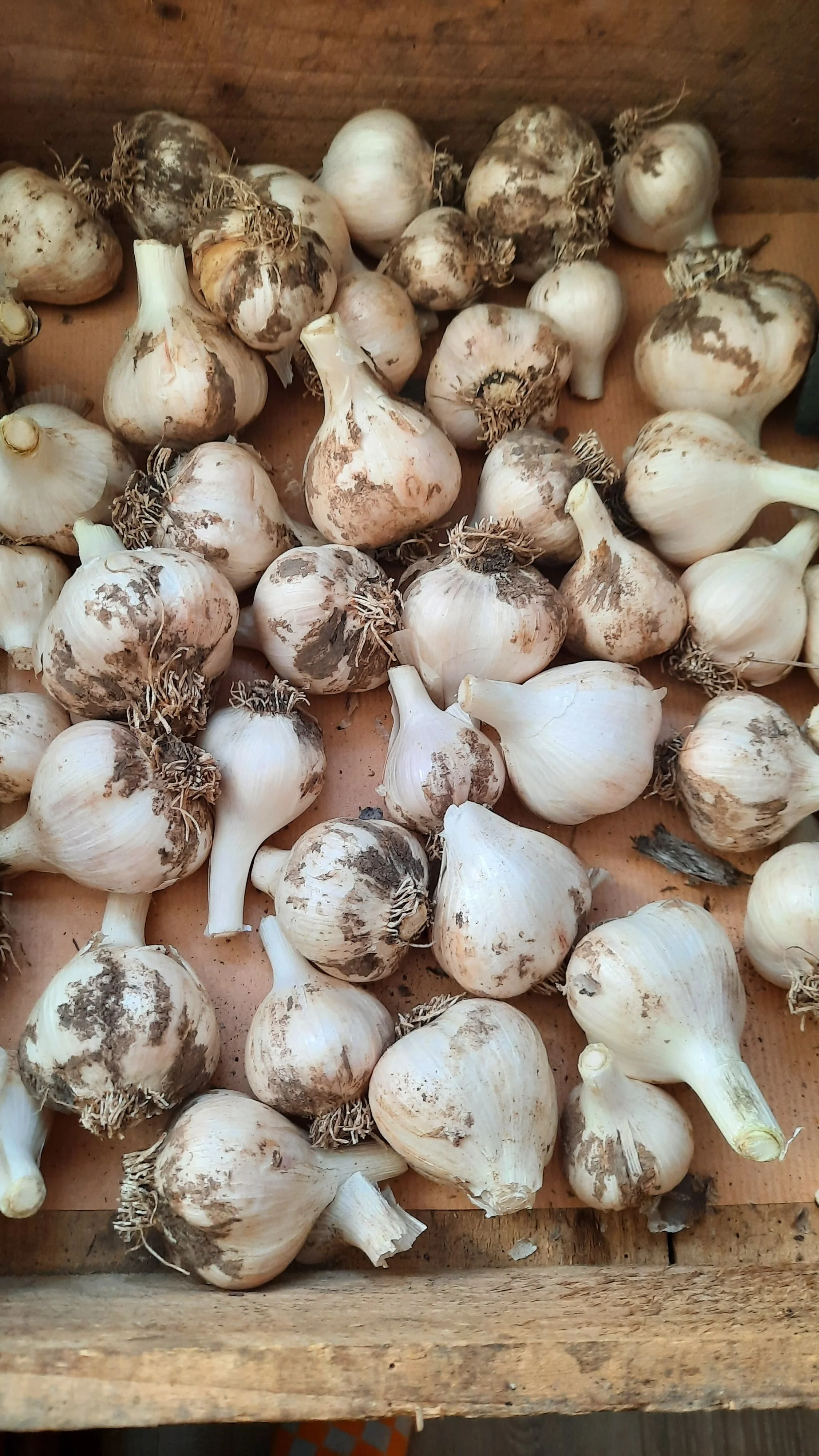 WhatsApp Image 2025-08-10 at 20.52.37.jpeg (Copy)