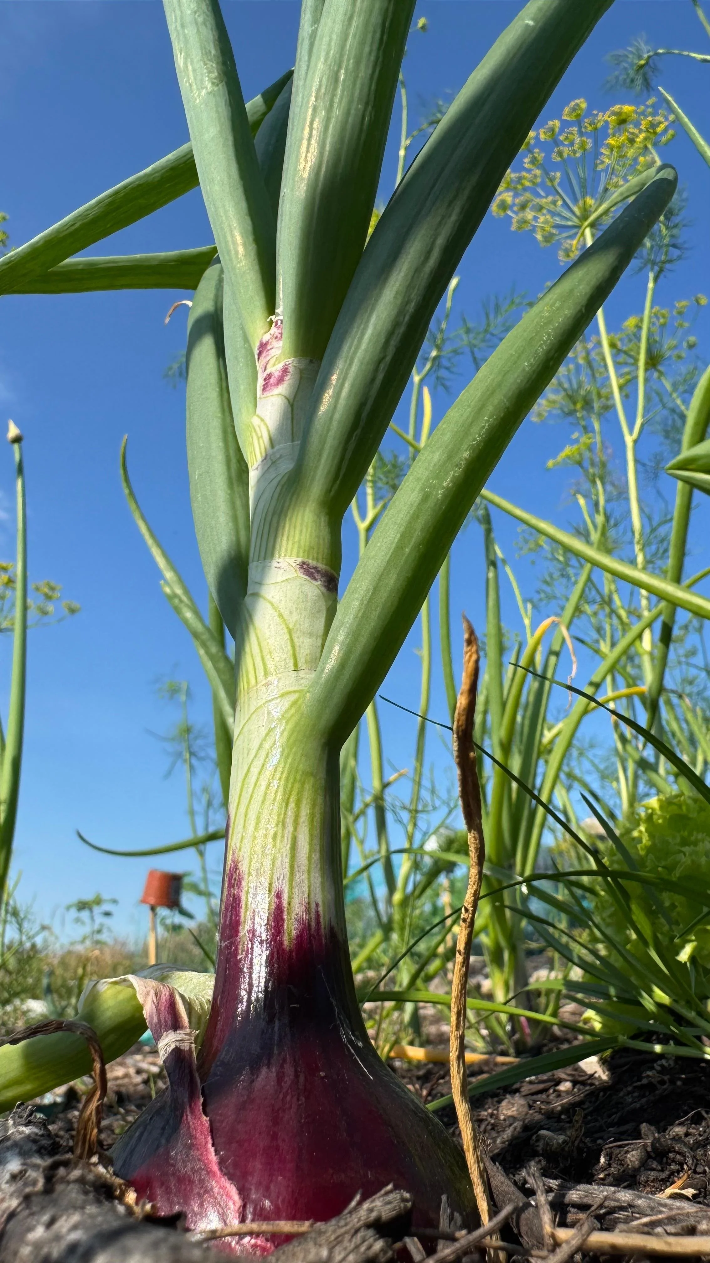 WhatsApp Image 2025-07-13 at 09.28.33 (3).jpeg (Copy)