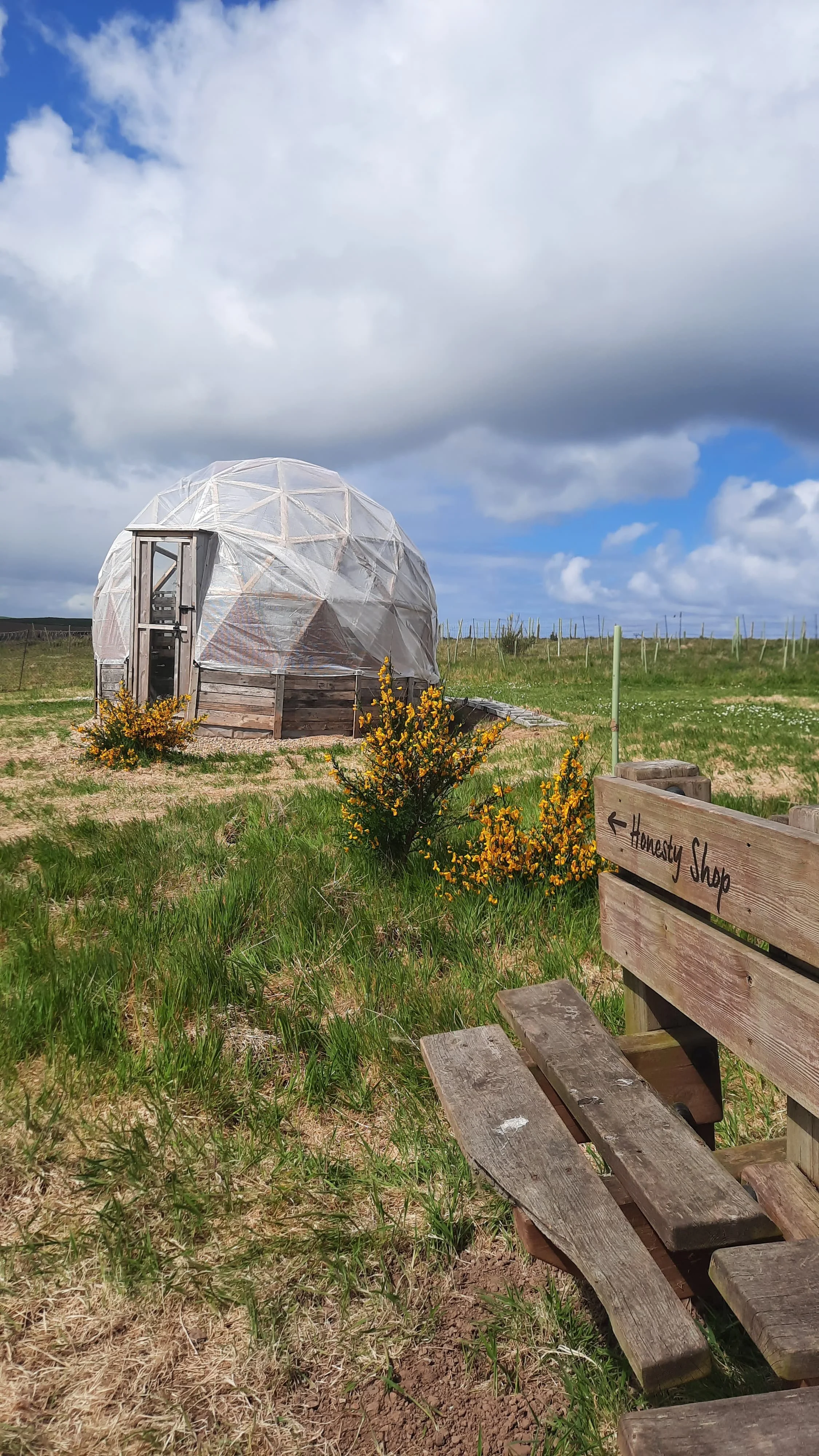 A round geodesic dome greenhouse surrounded by yellow flowering bushes on a grassy field with a cloudy sky overhead. A wooden bench with a sign pointing to a "Homesty Shop" is in the foreground.