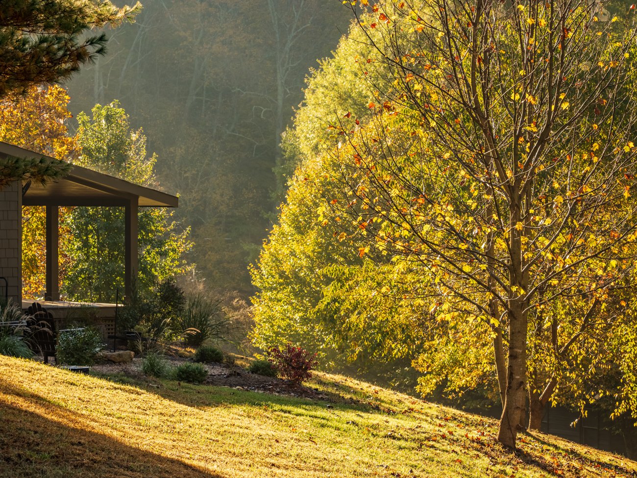 A backyard scene in autumn featuring a large tree with yellow leaves, a patio with chairs, and a grassy lawn bathed in sunlight.