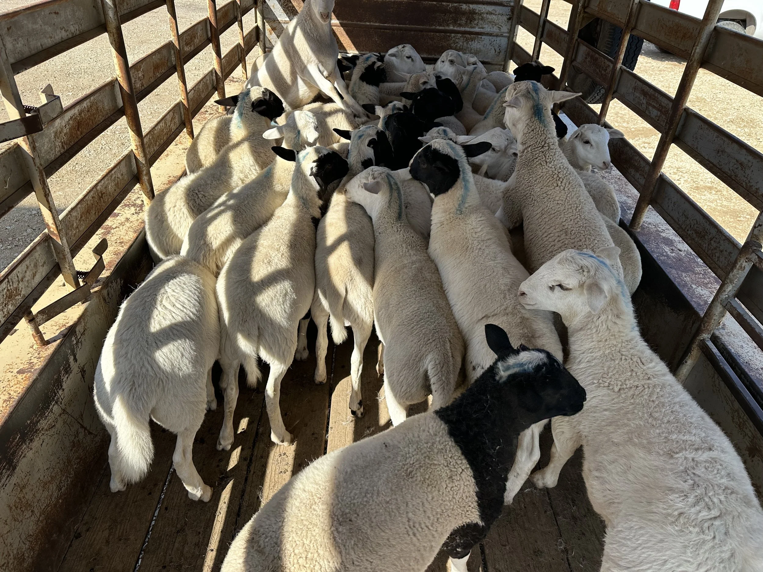 More Rain, Working Sheep
