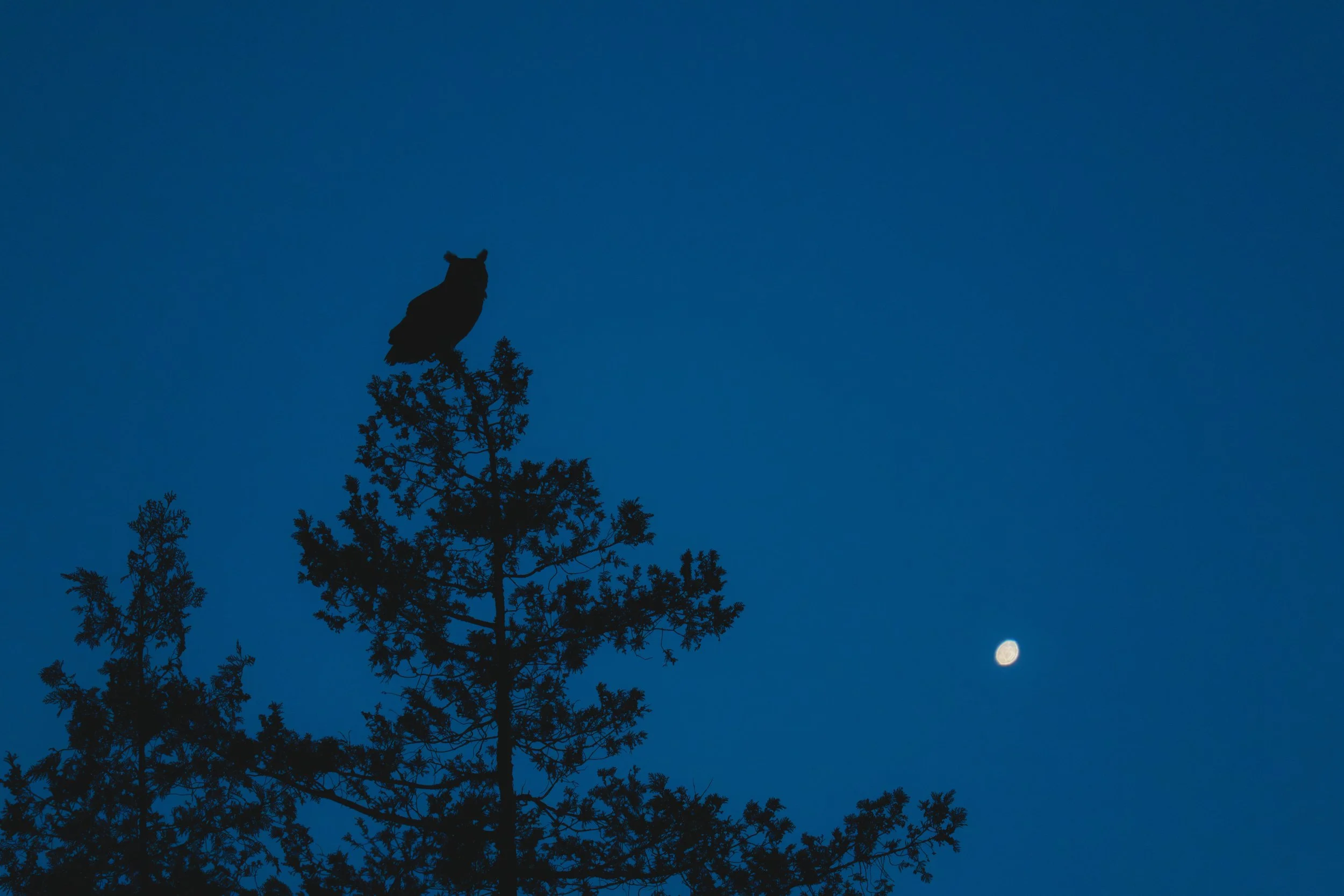 Great horned owl in tree at night star