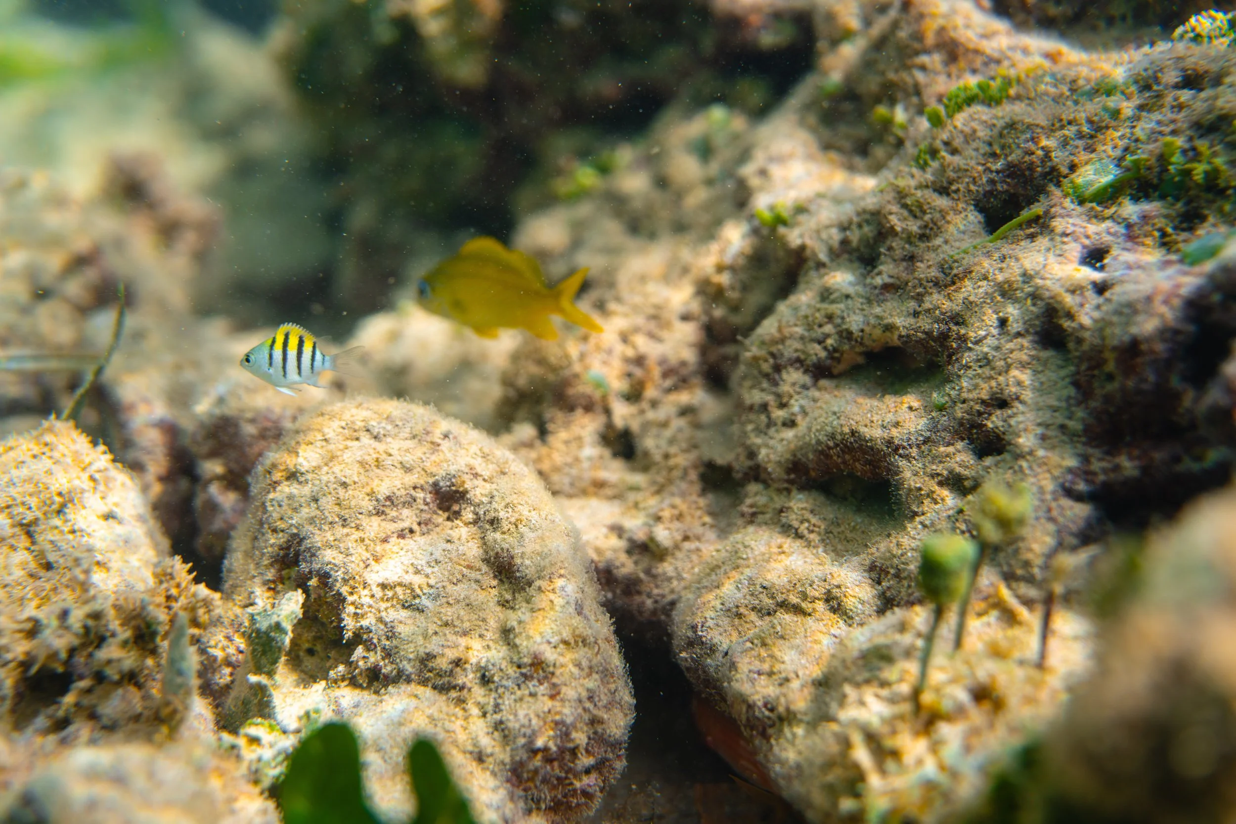 Playa Escondida beach wildlife marine life photography