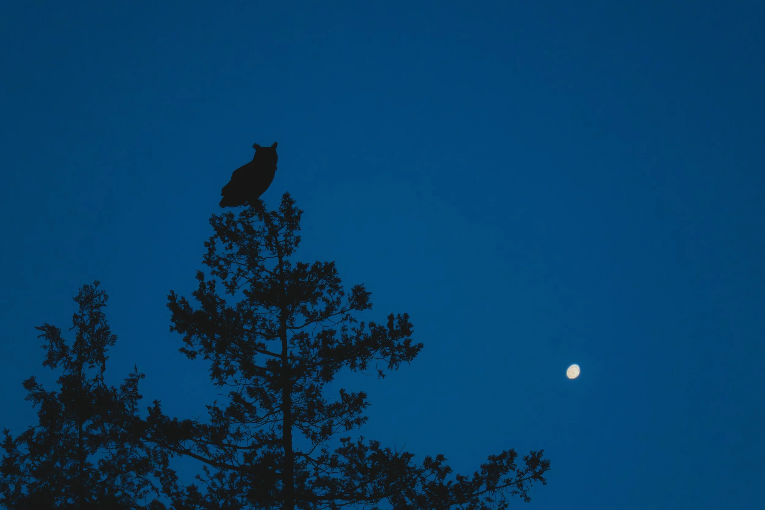Great Horned Owl.jpg
