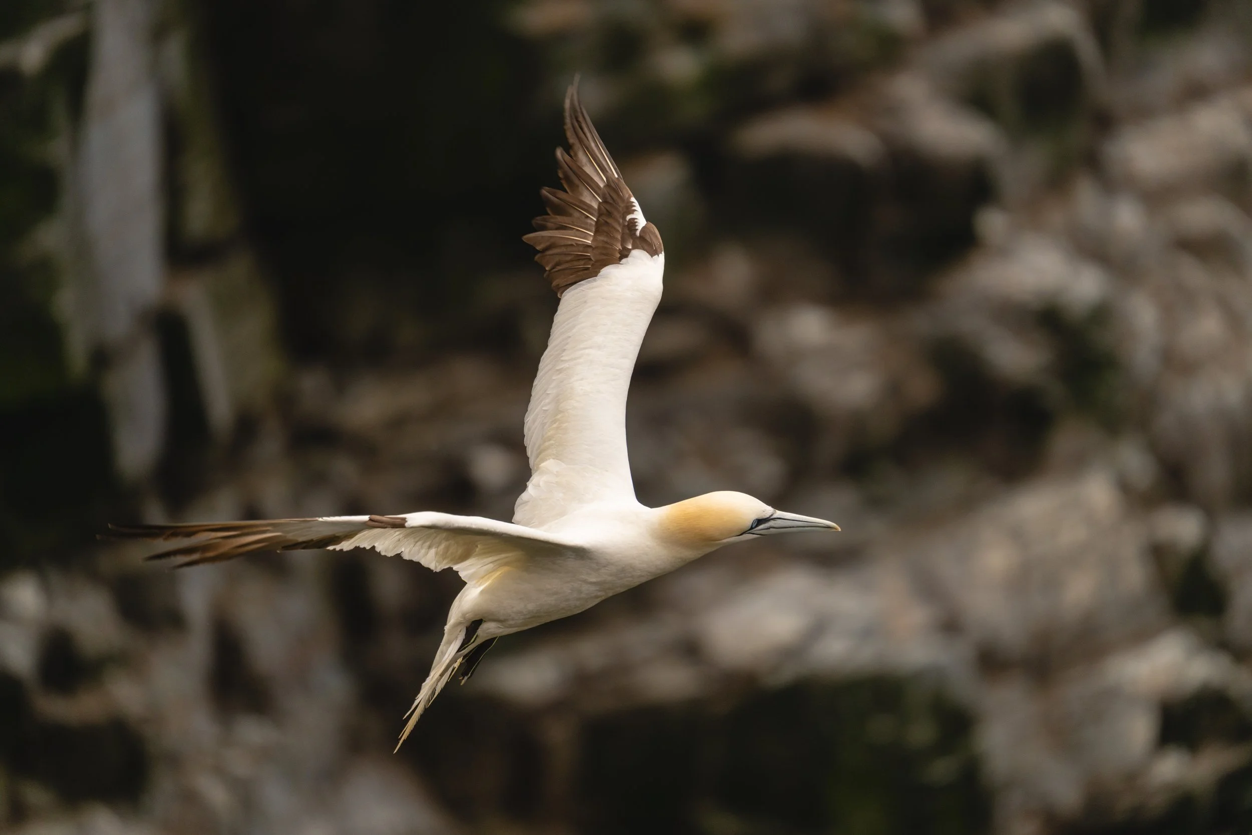 Northern Gannet in Cape St. Mary's Ecological Reserve