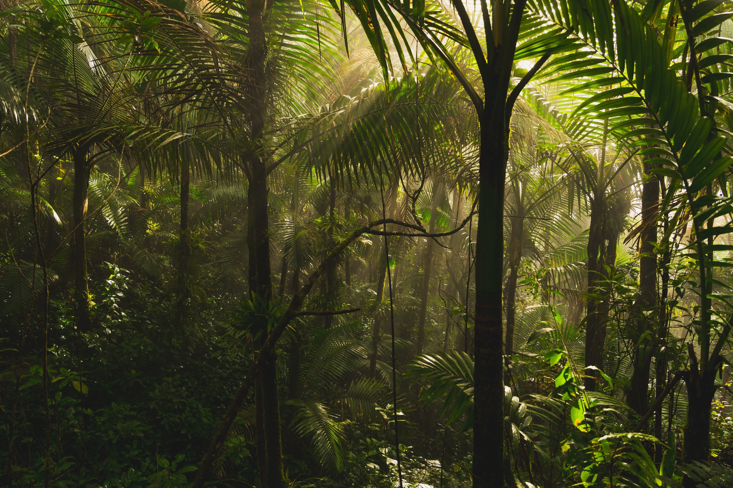 Hiking El Yunque rainforest atmosphere mist haze photography
