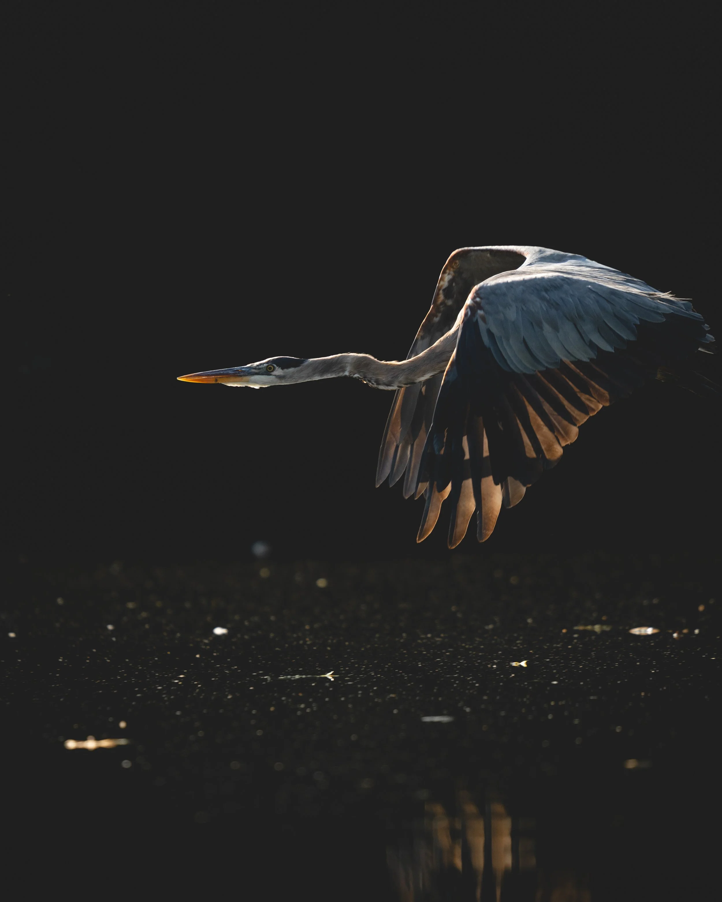 Great Blue Heron 2.jpg