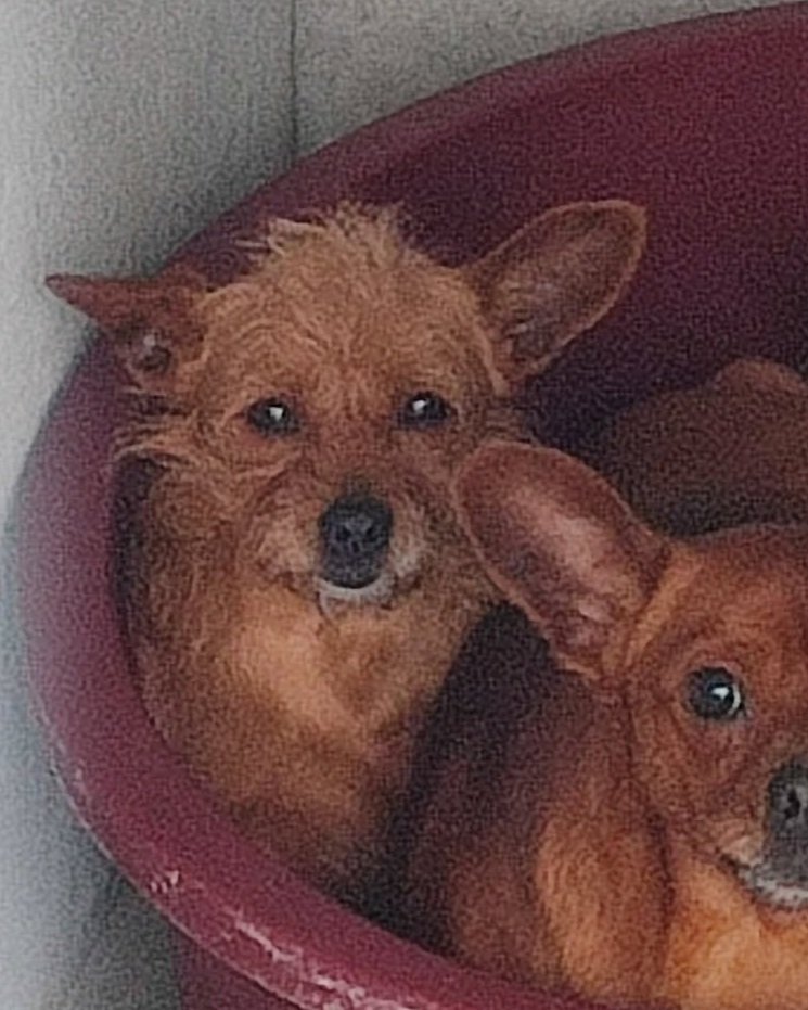 Rambo+Odete.jpg