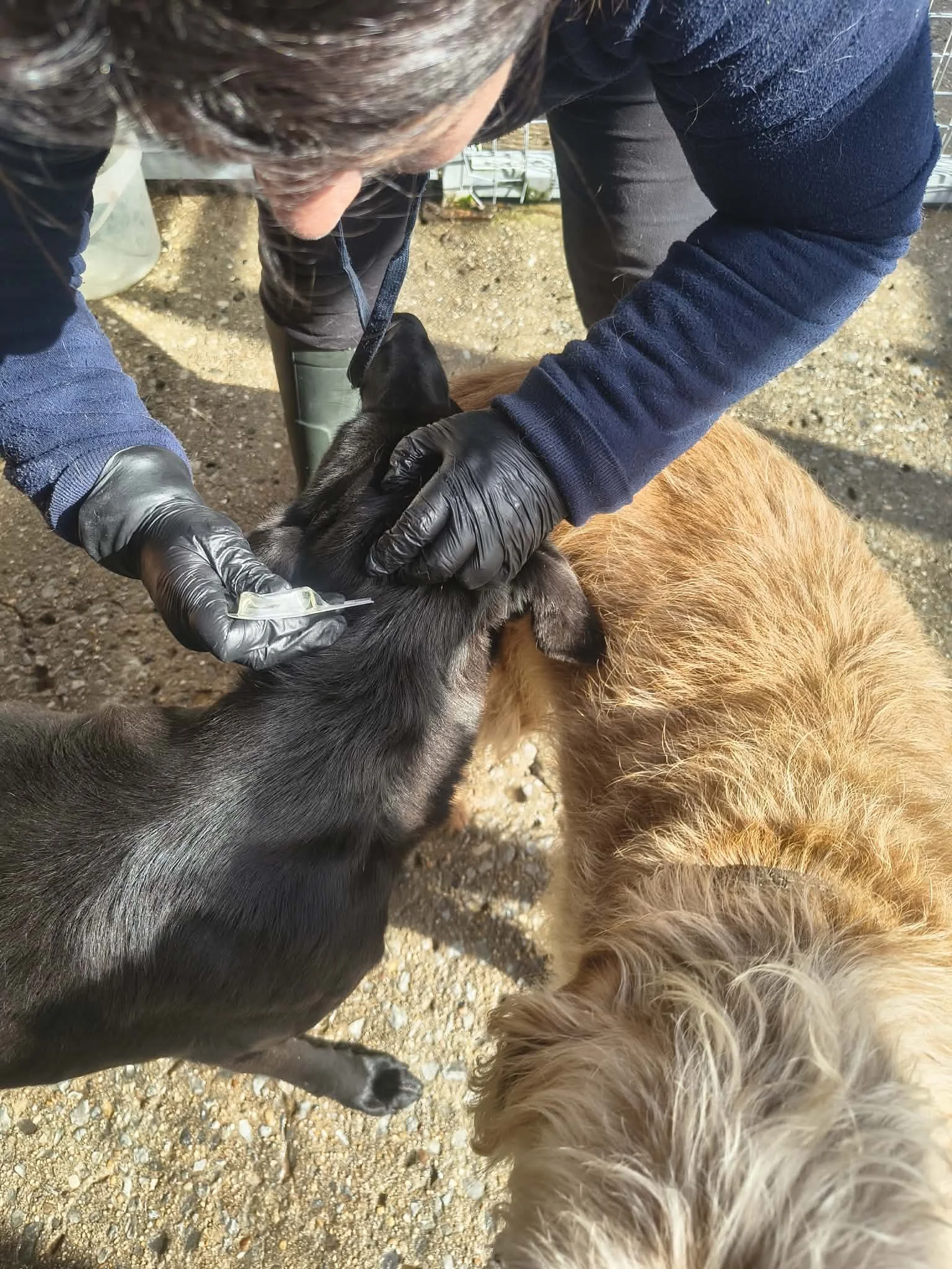 A nossa nova parceria com a Stichting Perro&amp;Co!