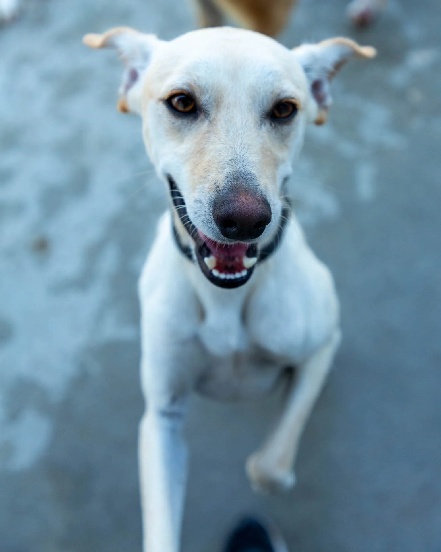 Benji10.jpg