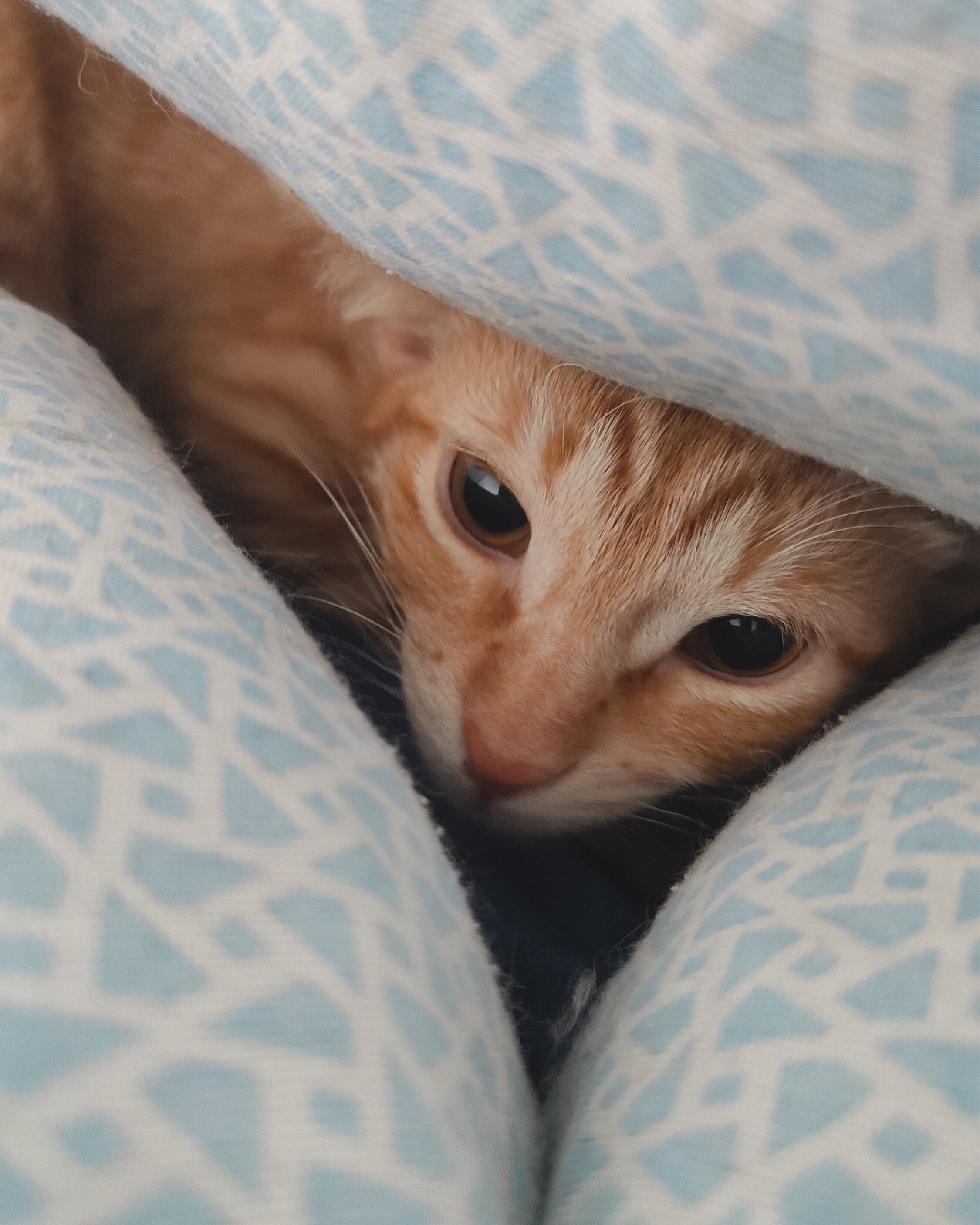 Alfi+Tico1.jpg