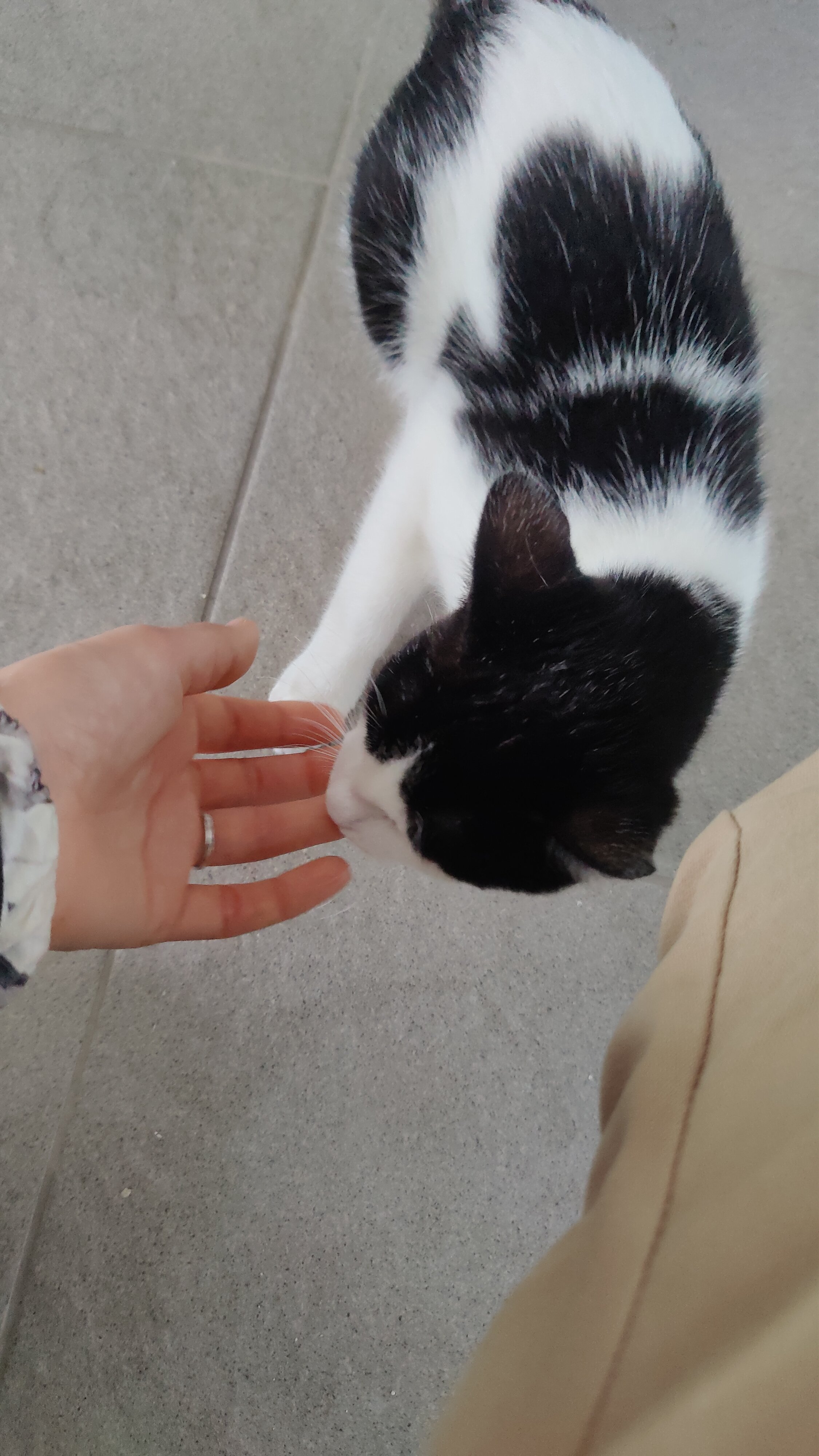 Laurinha2.jpg