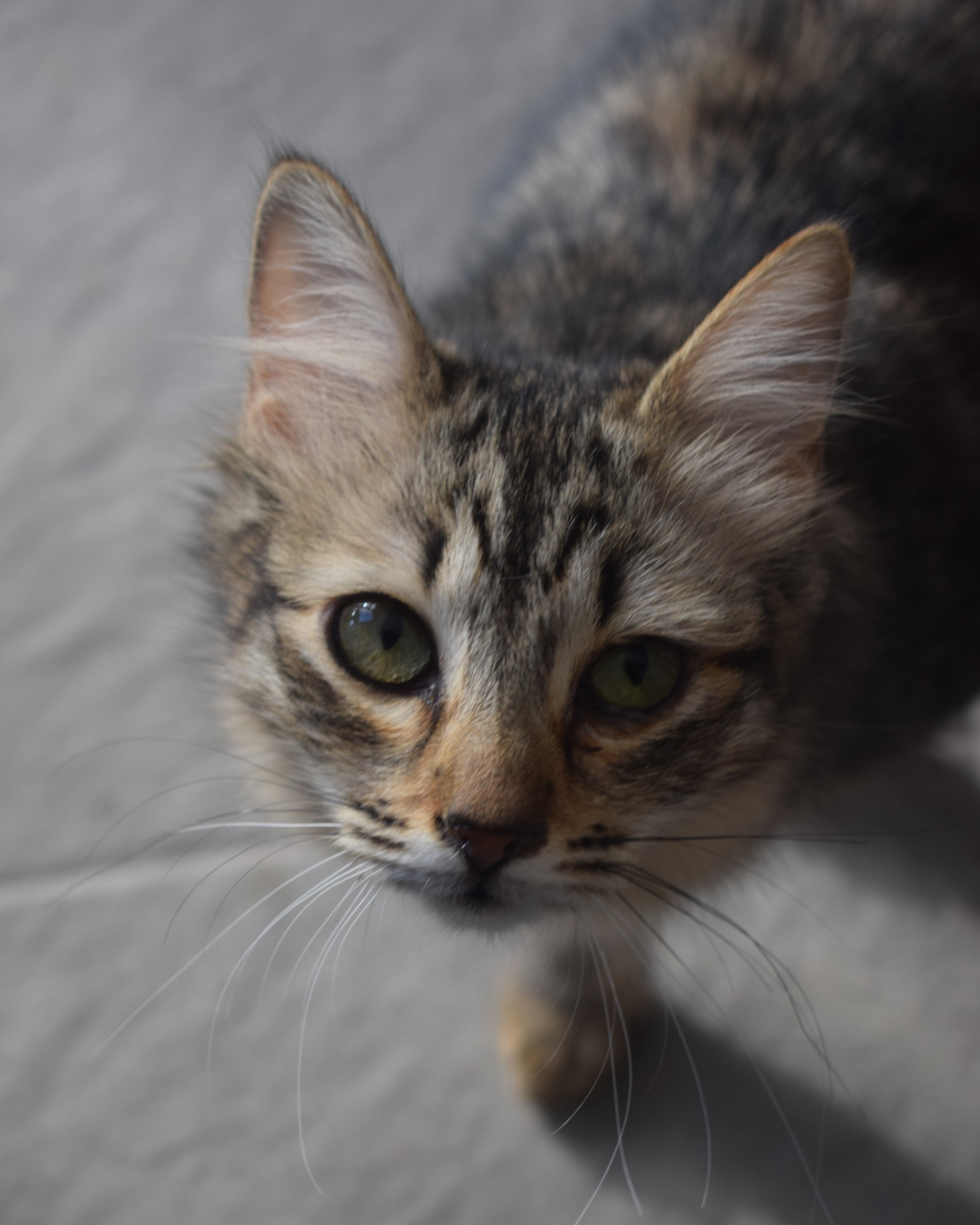 Amora