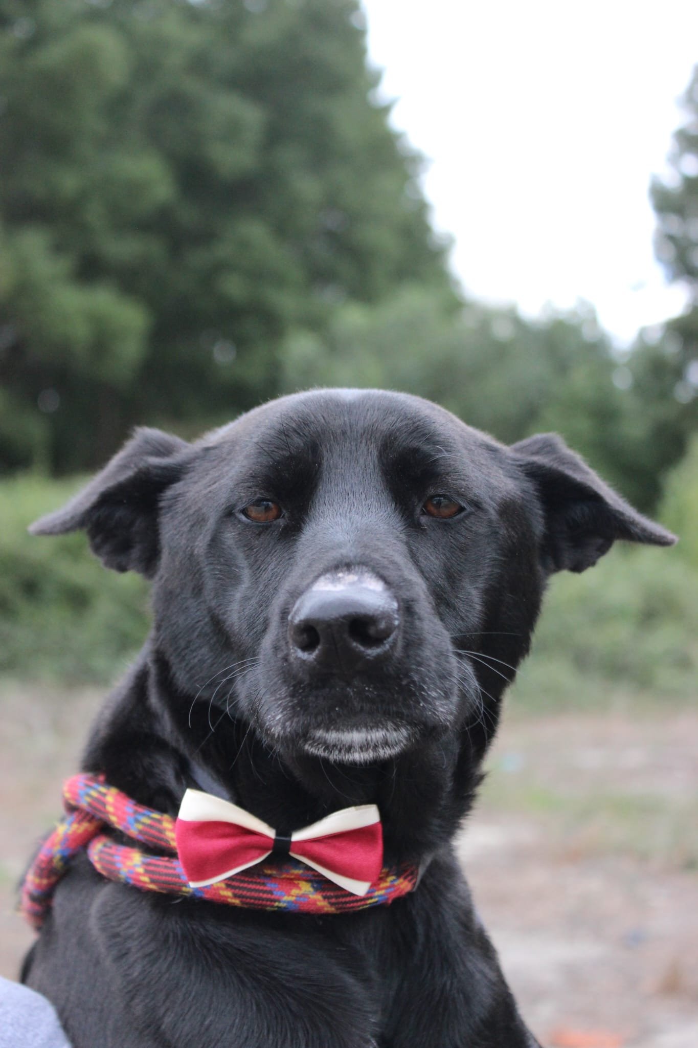 Blackie1.jpg