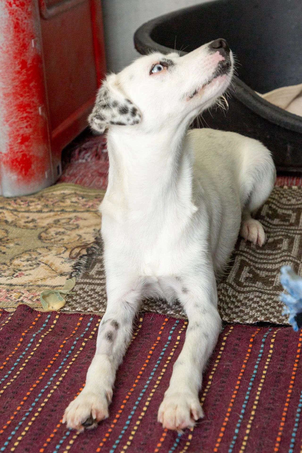 Lola2.jpg
