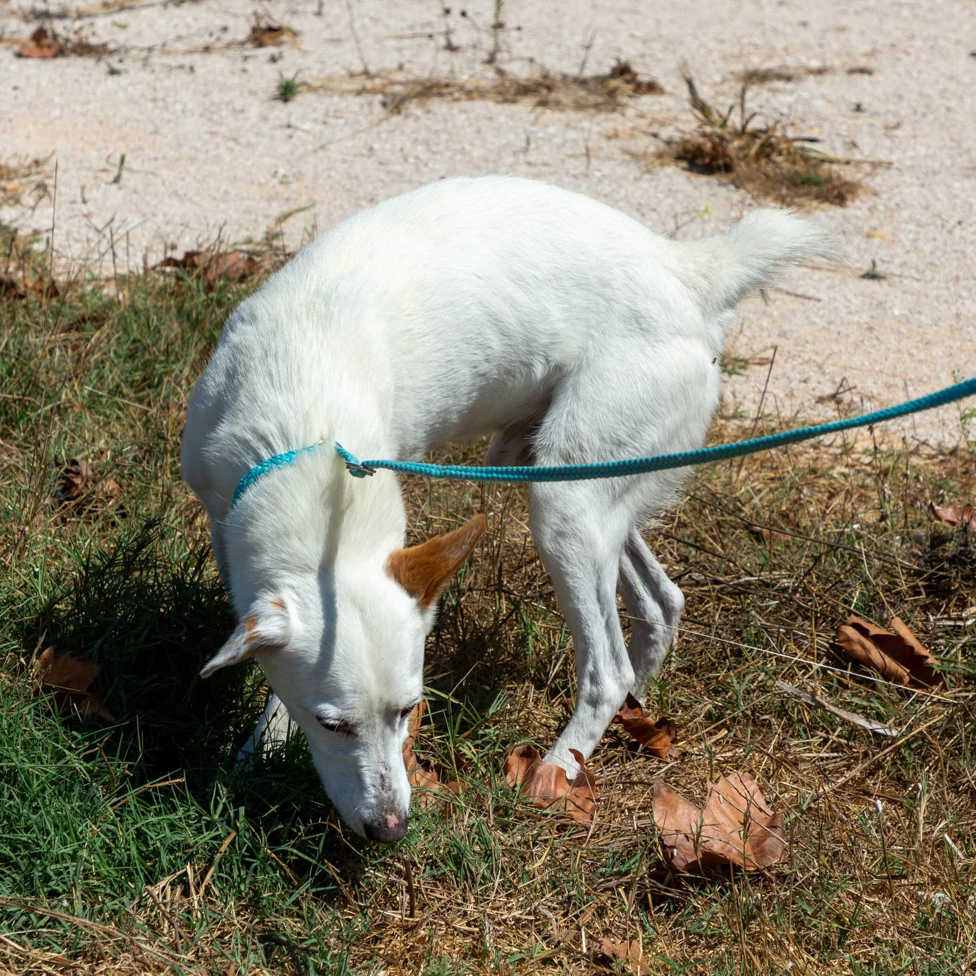 Henry (2).jpg