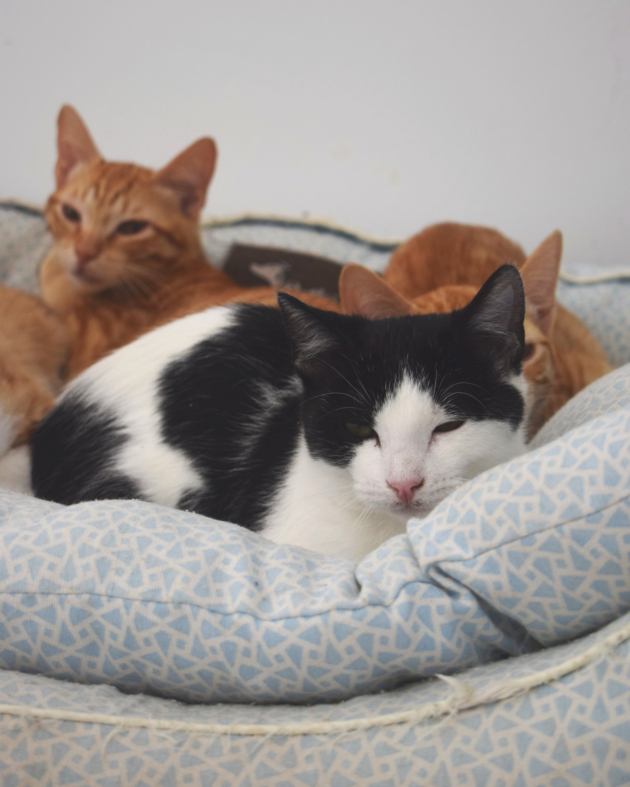 Tico+Alfi+Laurinha.jpg
