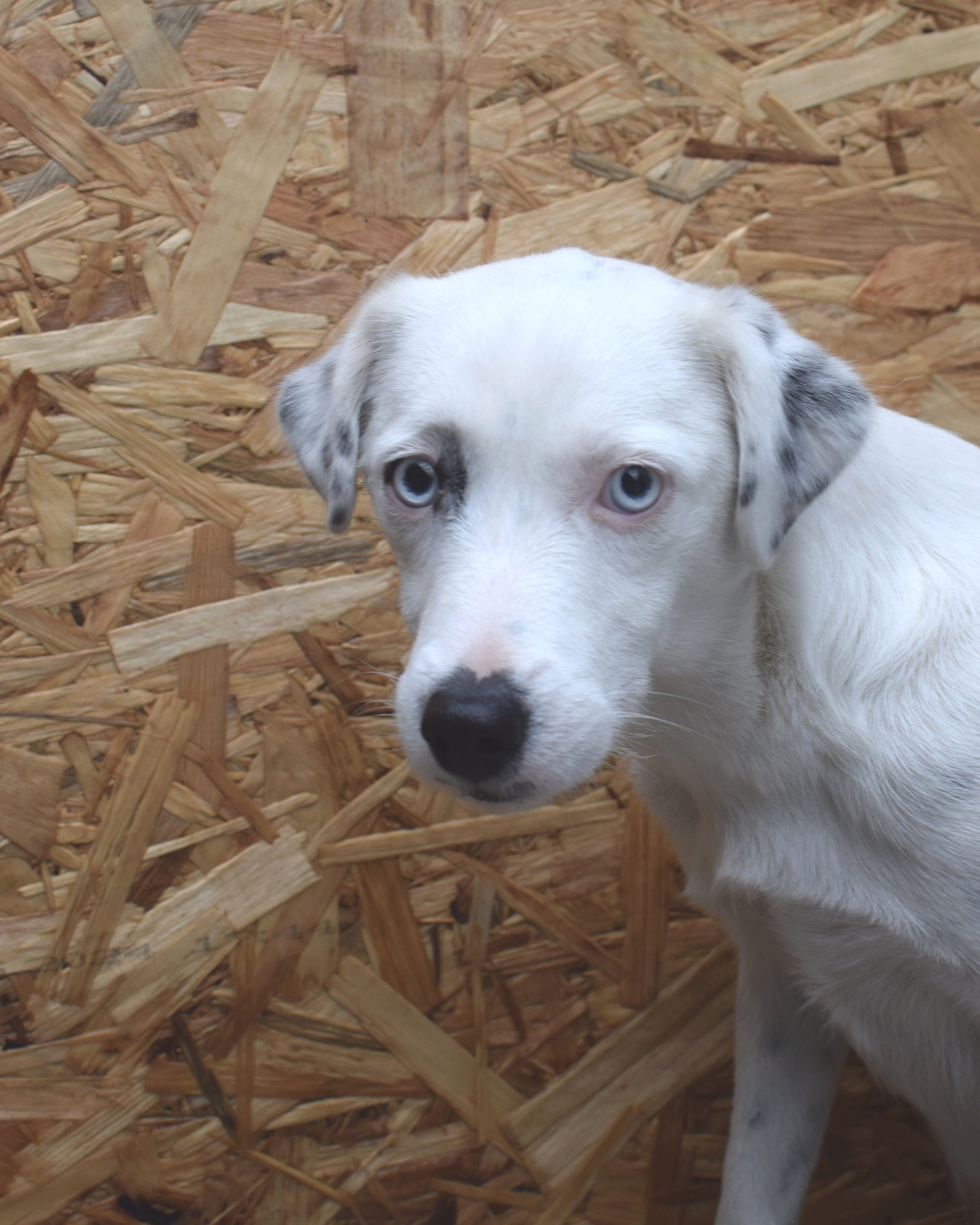 Lola12.jpg