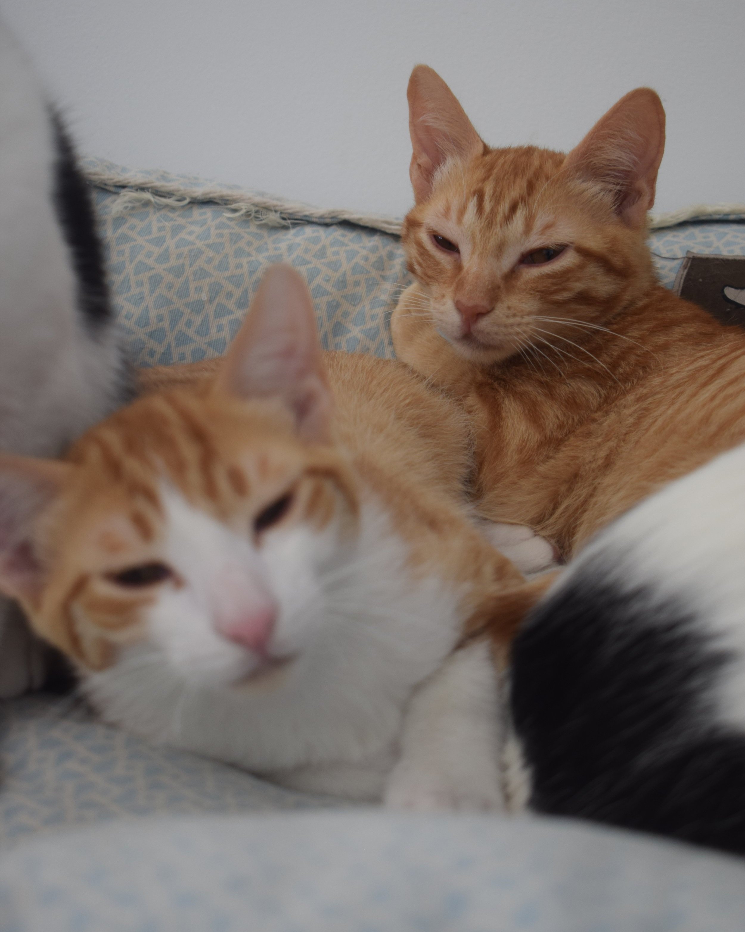 Tico+Alfi+Wild.jpg