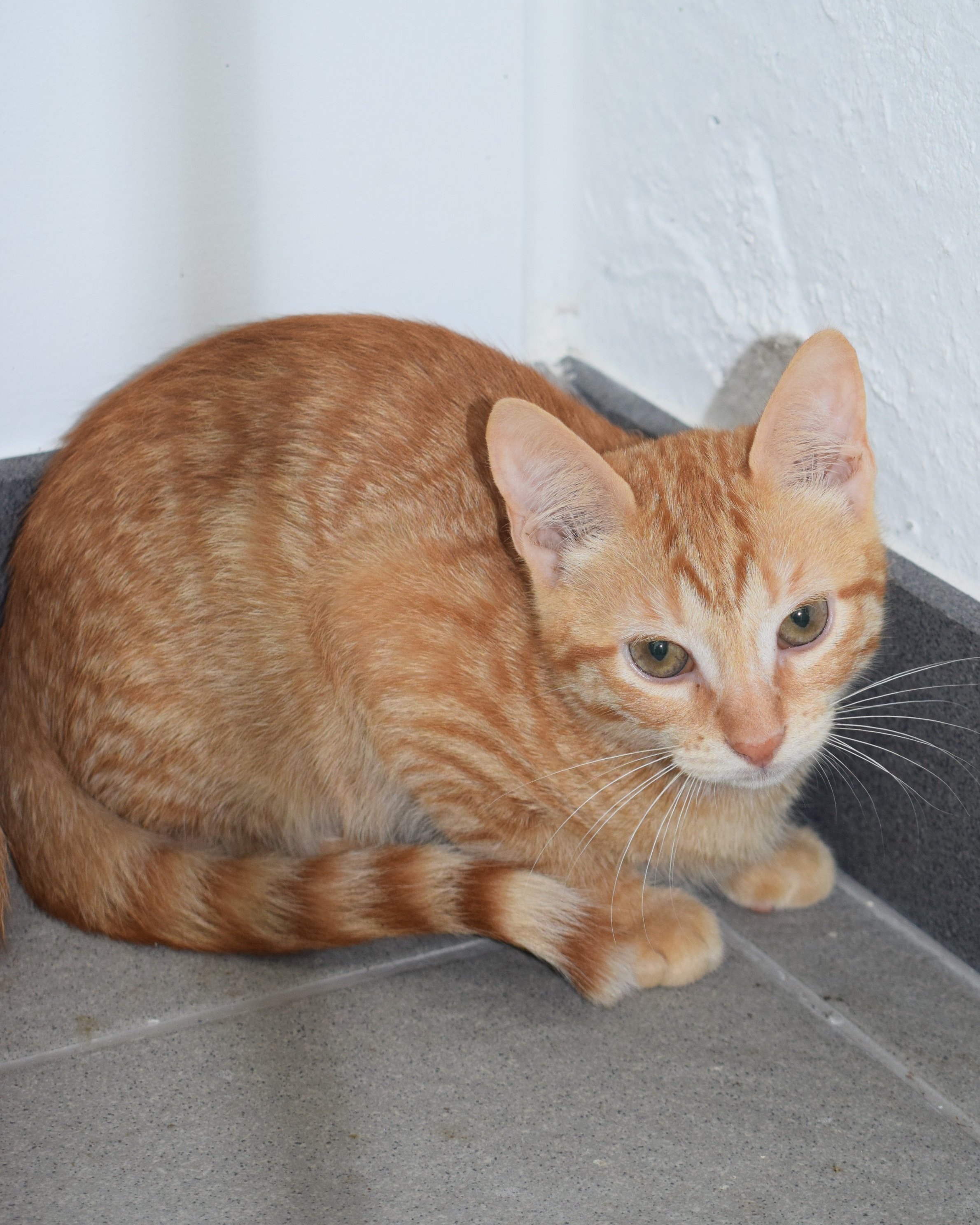 Tico