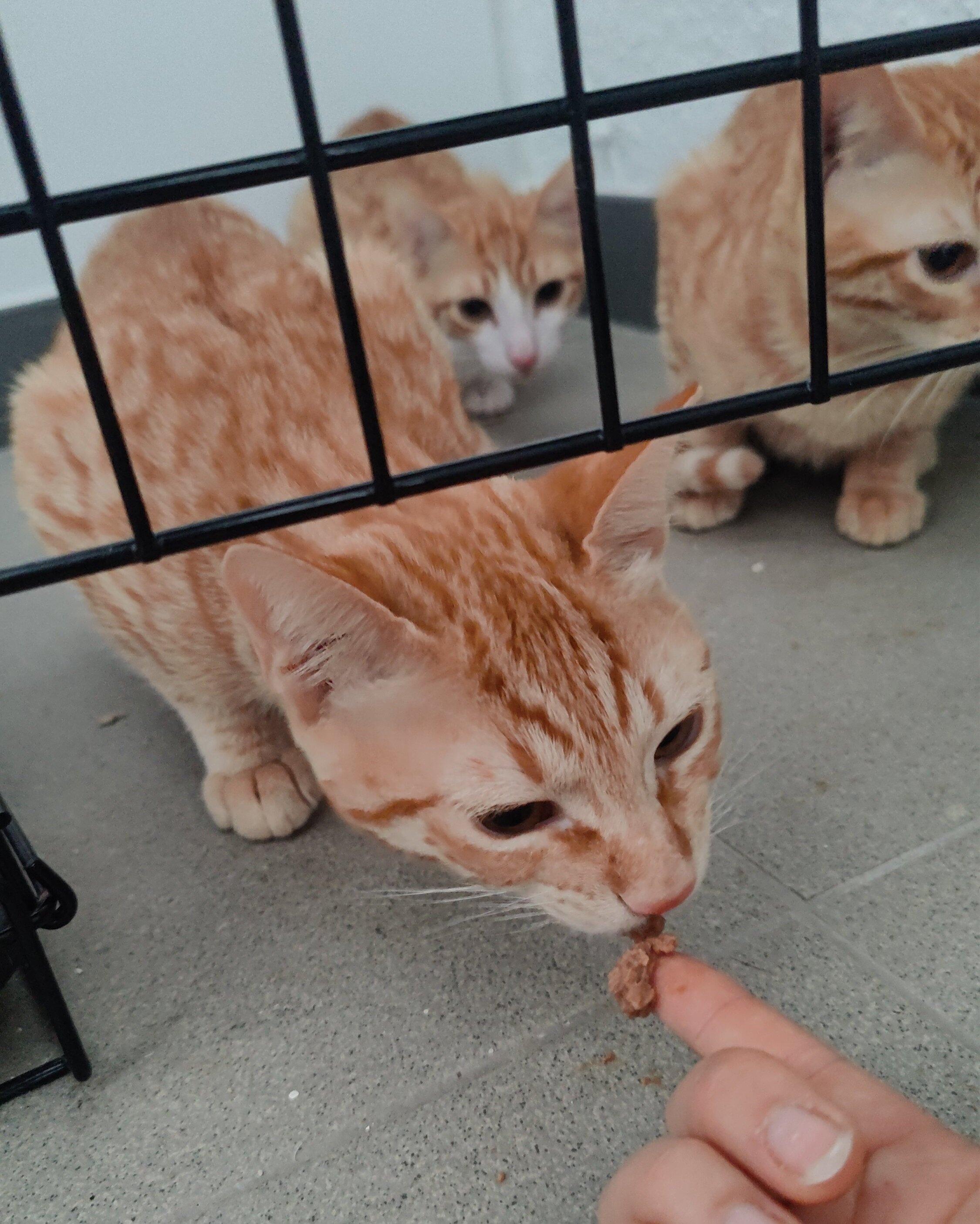 Alfi+Tico.jpg