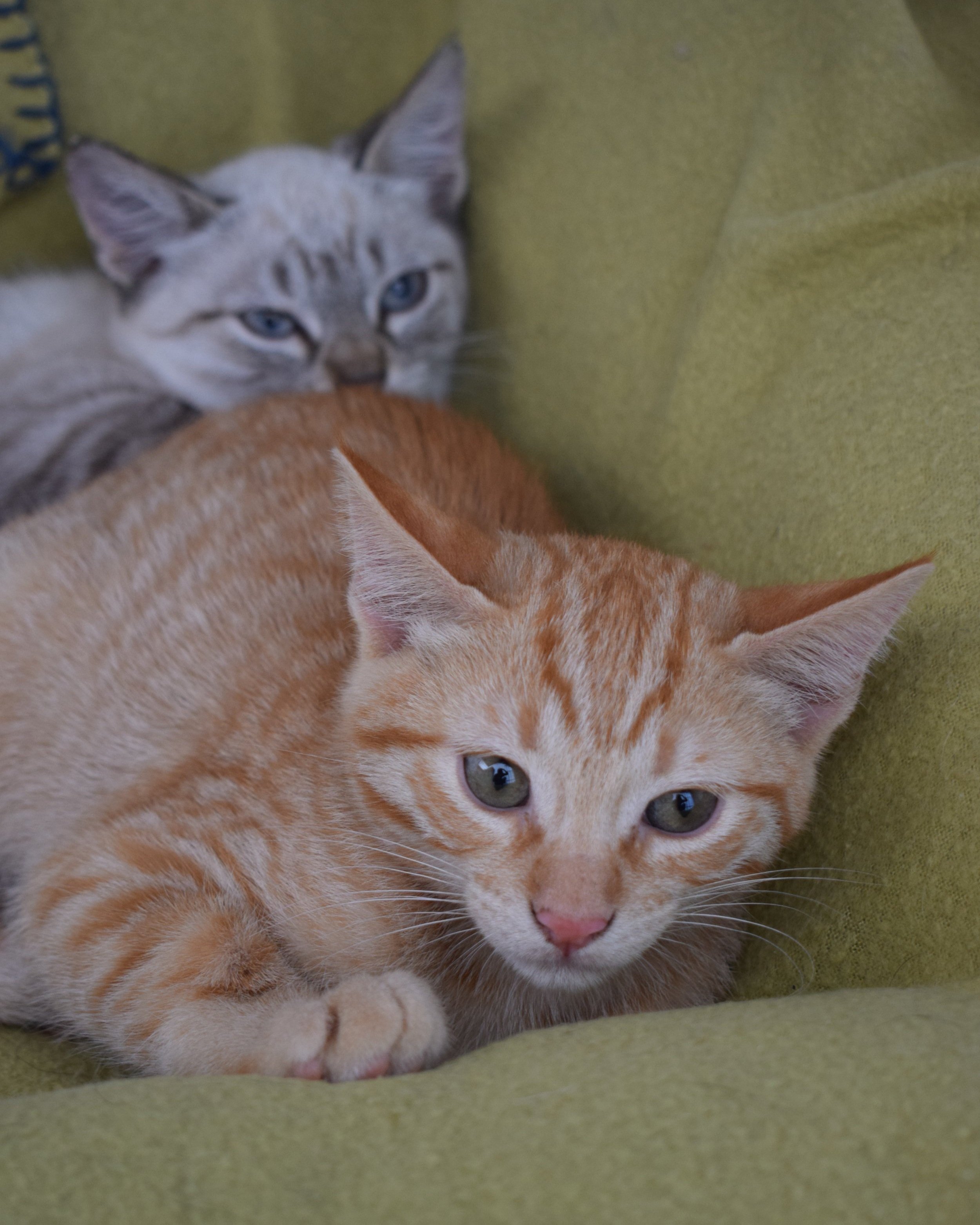 Alfi+%2F+Tico.jpg