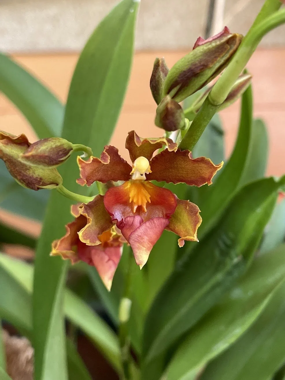 another orchids.jpeg