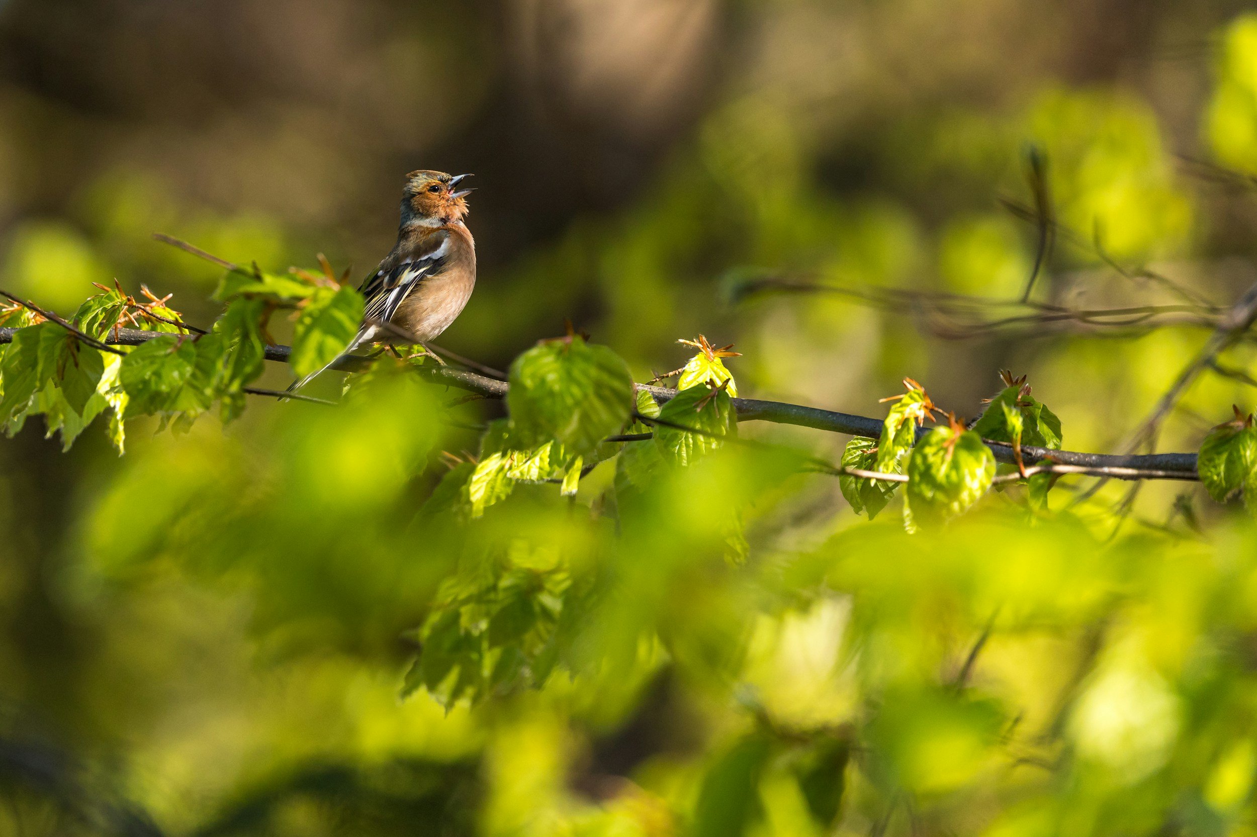 Birdsong Survey Walk - Lauriston Farm