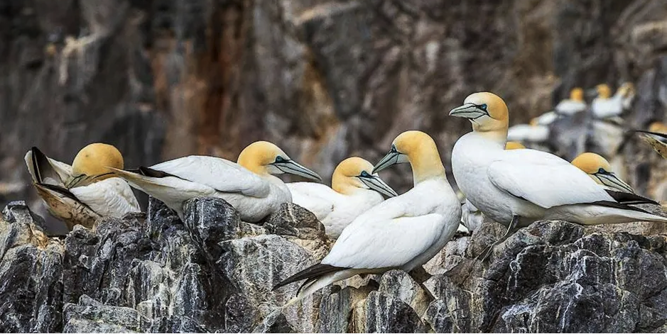Birds of Bass Rock