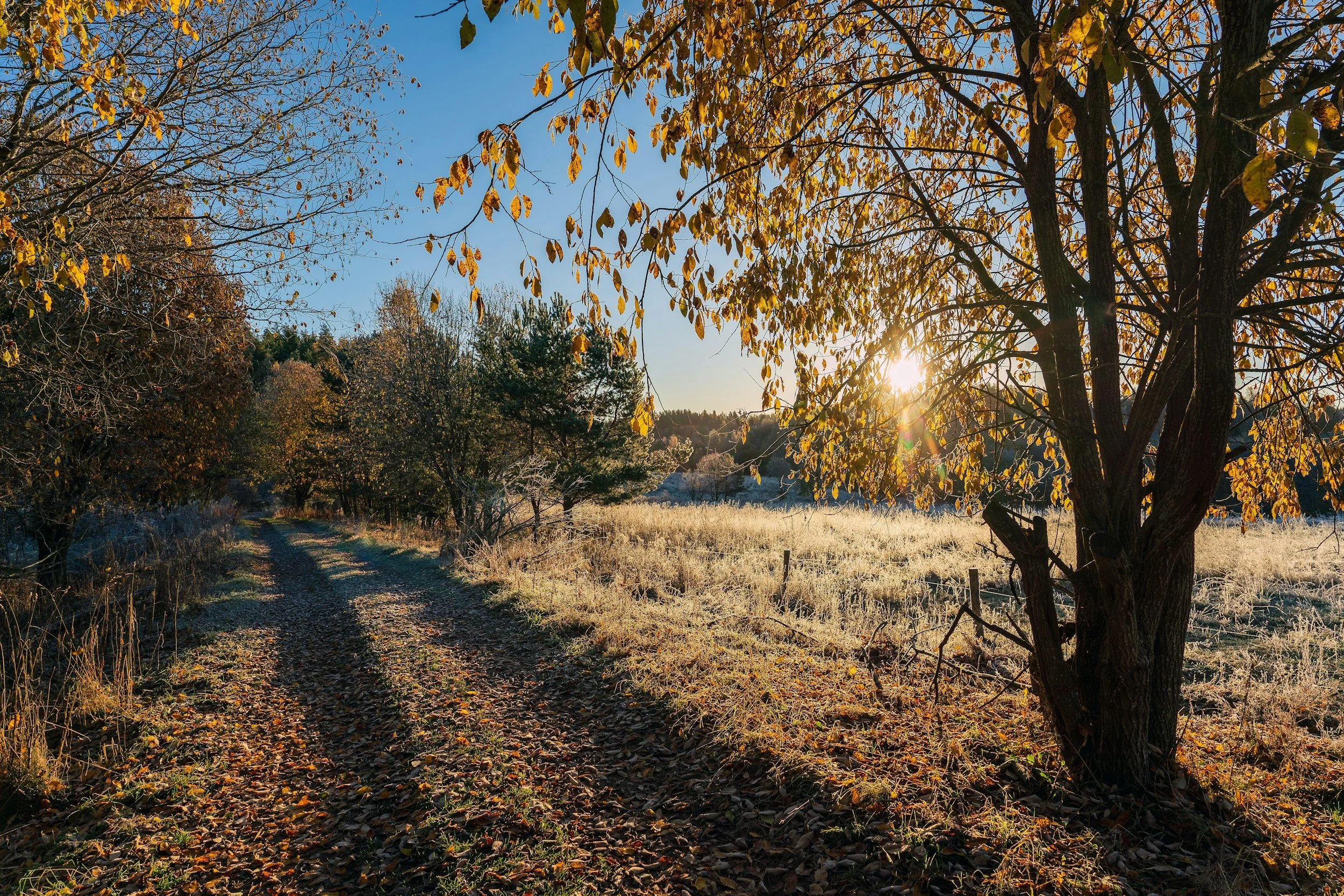 Artist as Advocate: Walking, Nature and Creative Practice