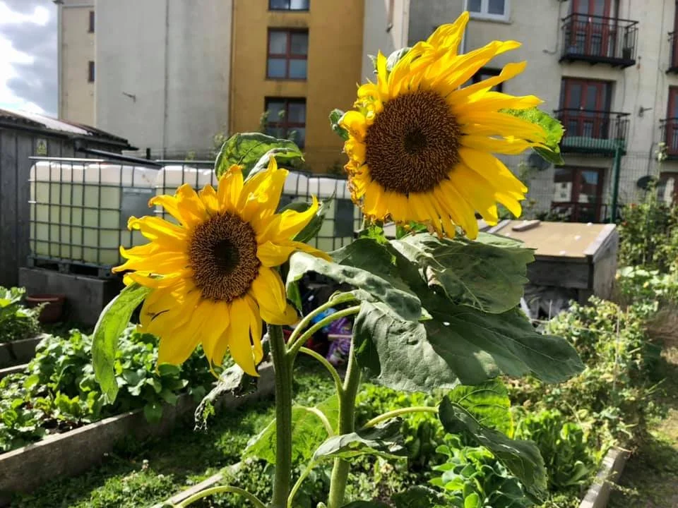 Meet the 26 projects bringing Greenlight to life across Edinburgh this year