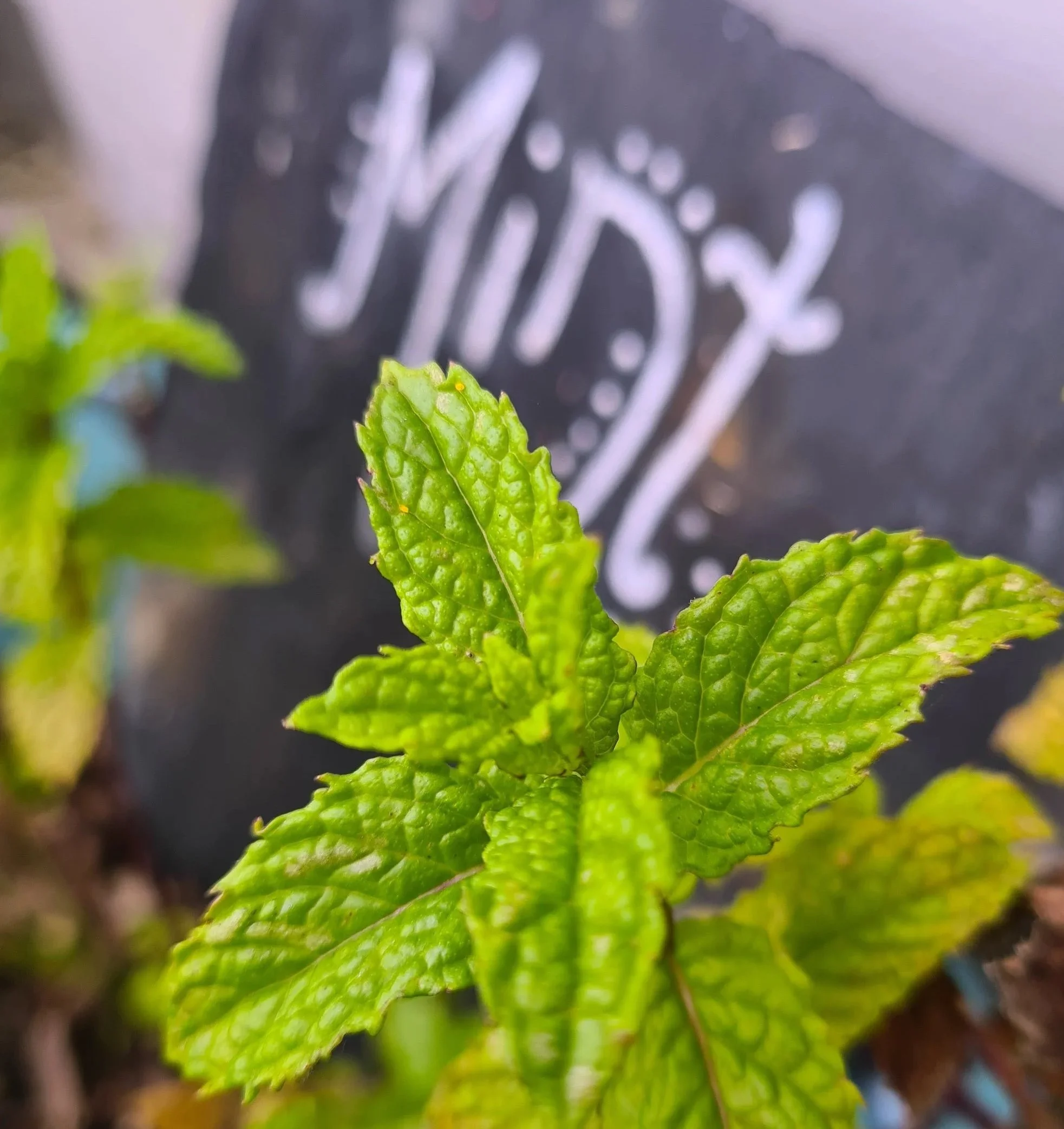 Plant Allies Immersion: Mint