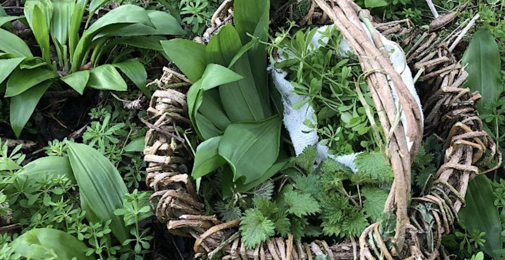 Various green leaves from different plants
