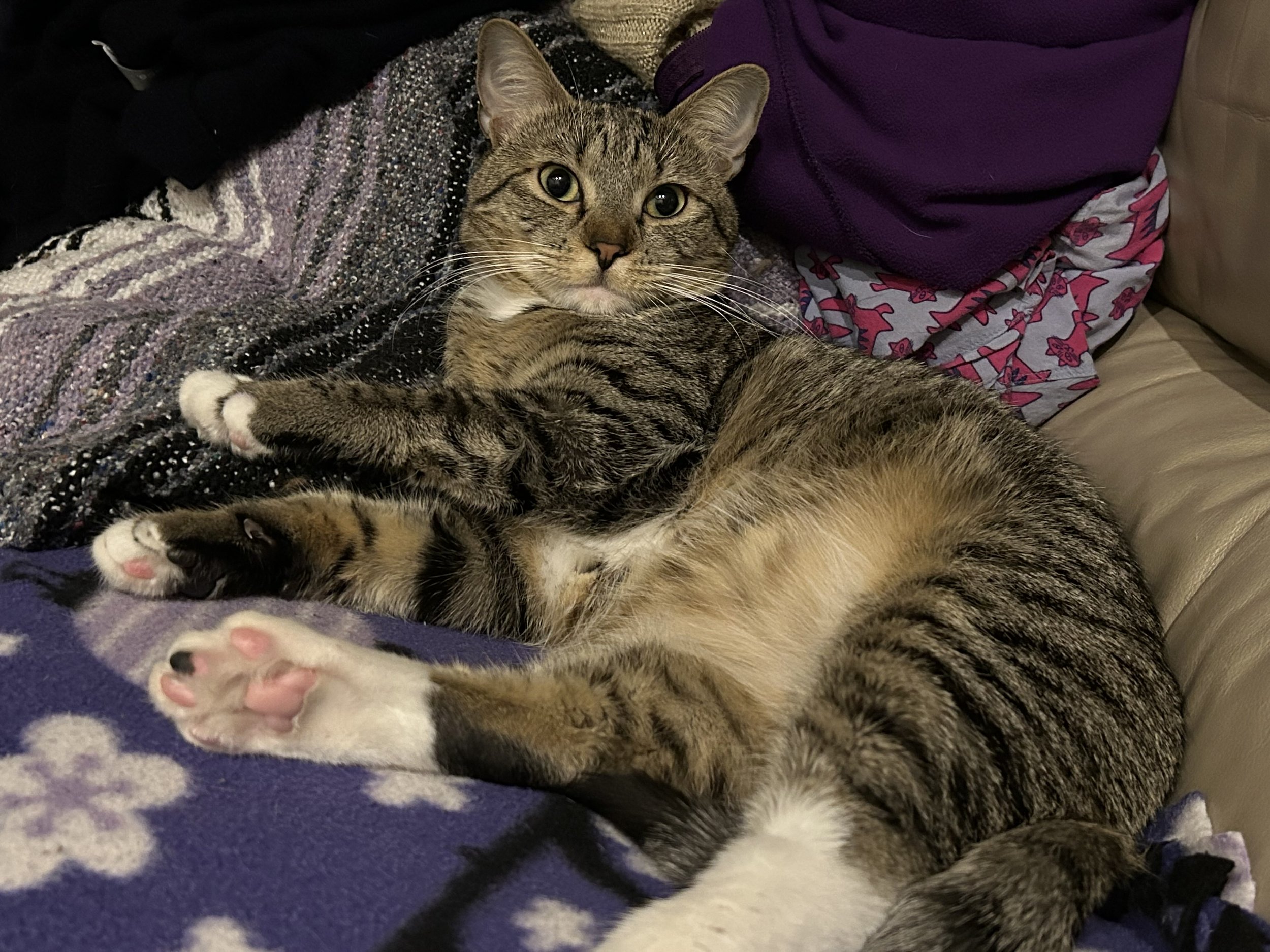 aina the cat in some blankets