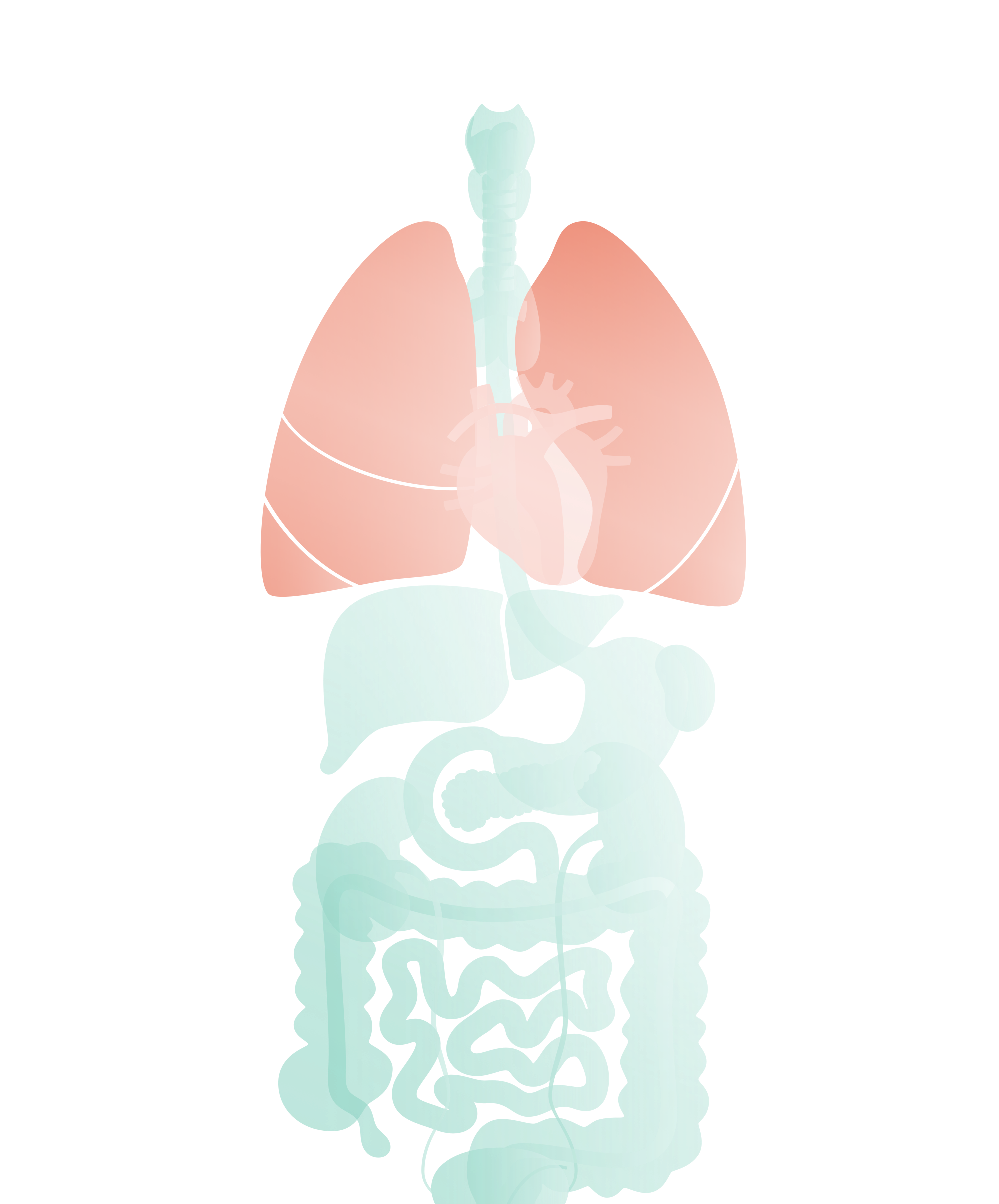 An illustration of human lungs, heart, and digestive system within a human silhouette, showing internal anatomy.